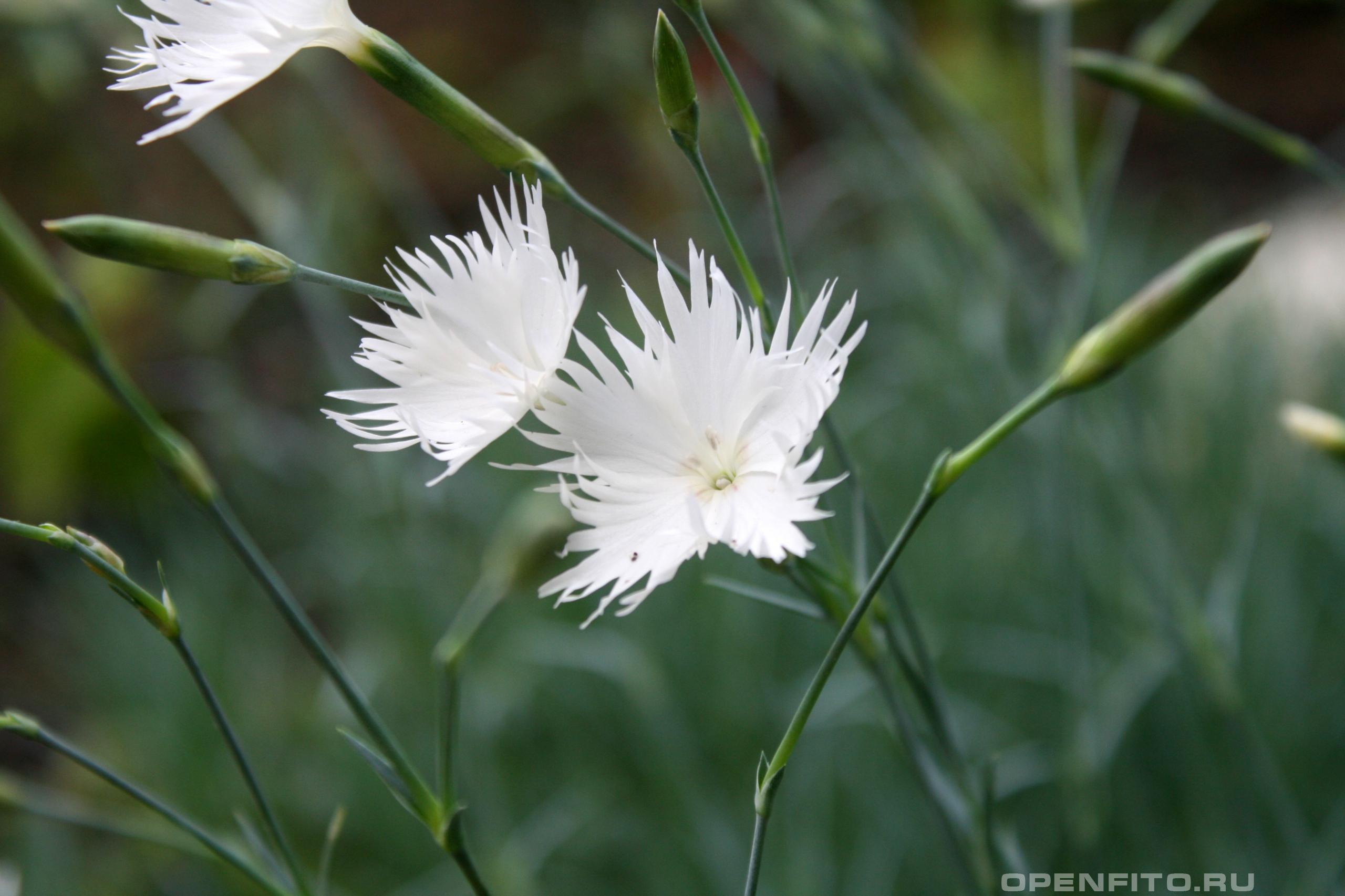 Гвоздика перистая белый цветок крупным планом