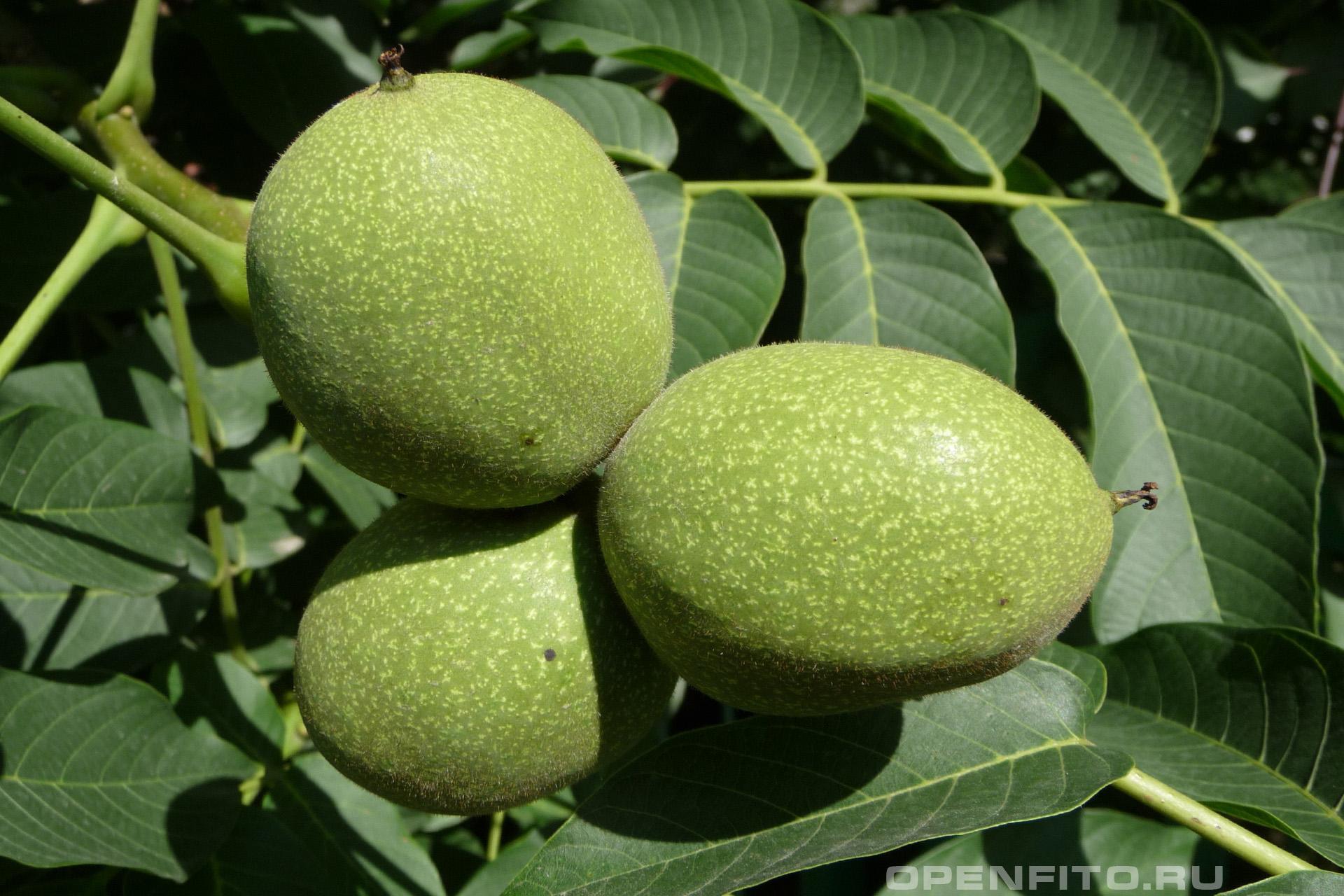 Орех маньчжурский - фотография плодов