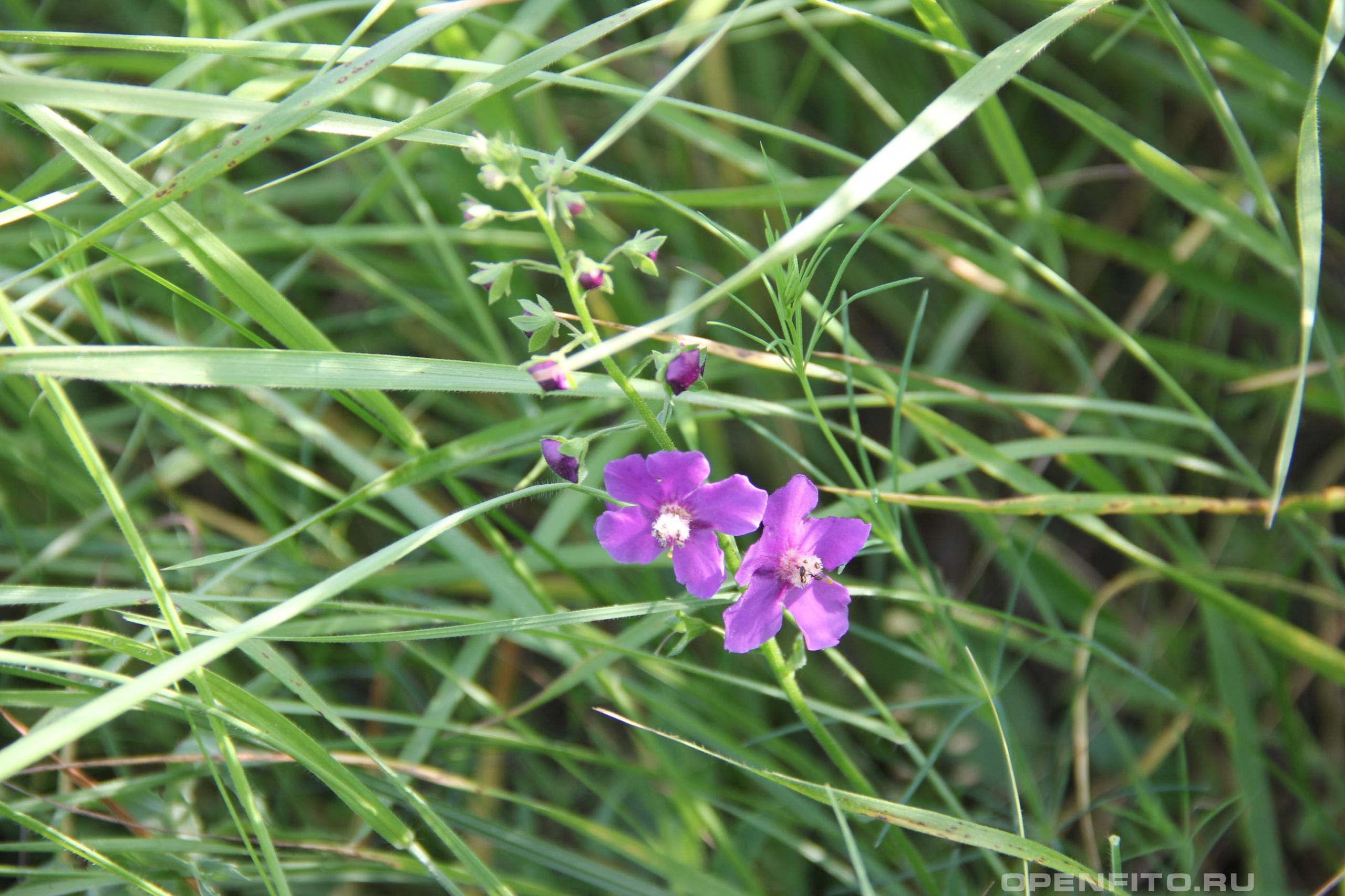 Коровяк фиолетовый - фотография цветка