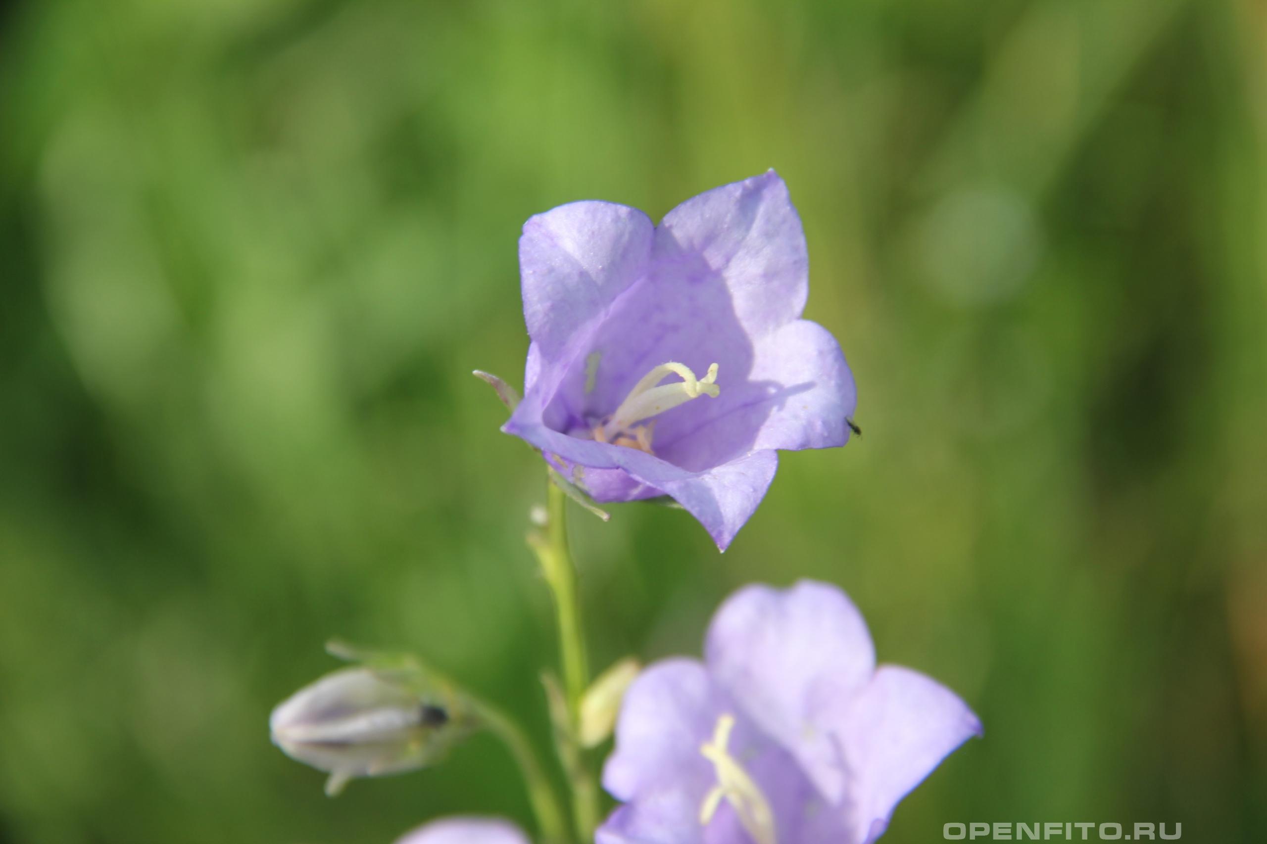 Колокольчик персиколистный - фотография цветка
