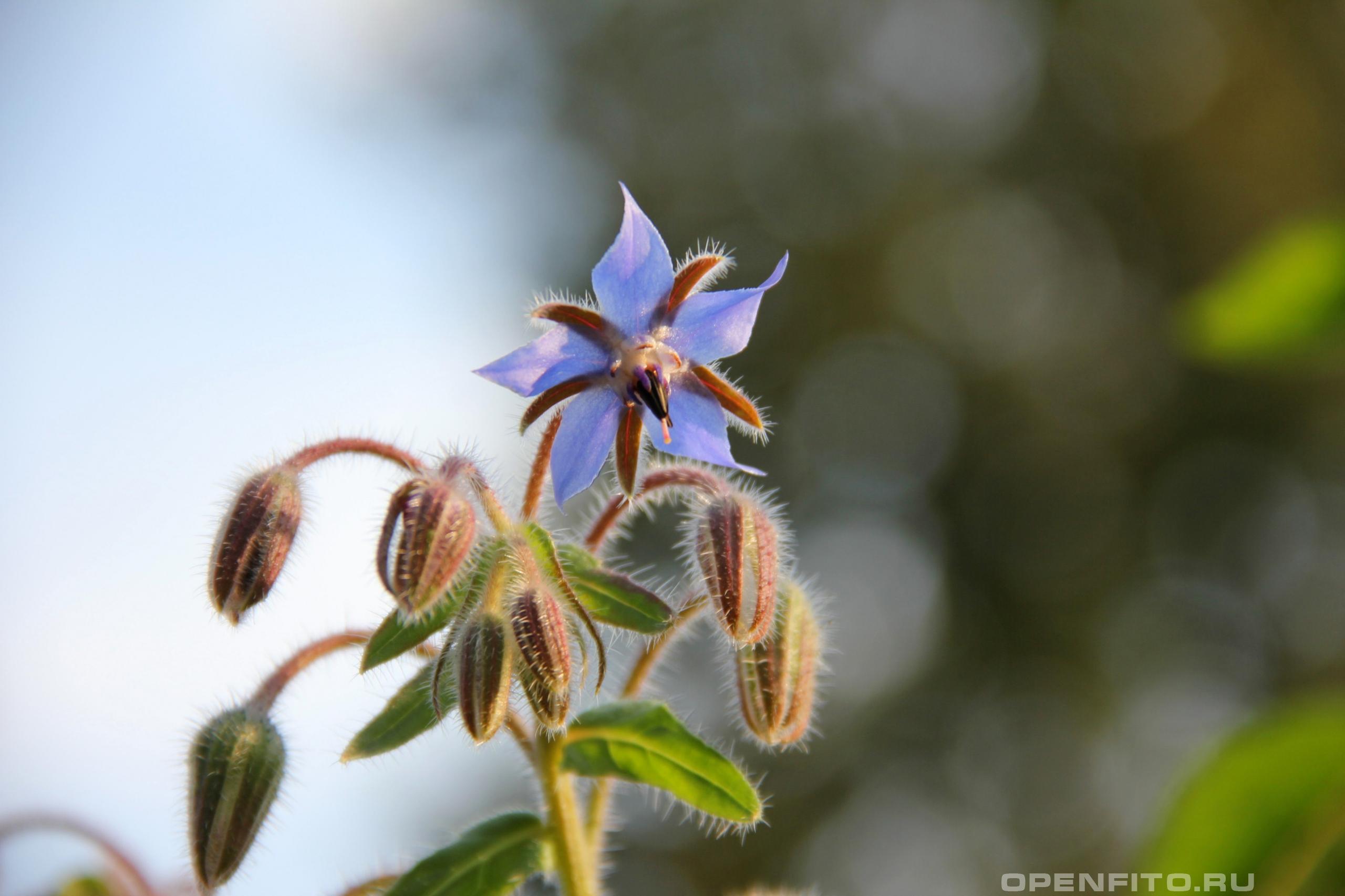 Медоносный цветок бурачника