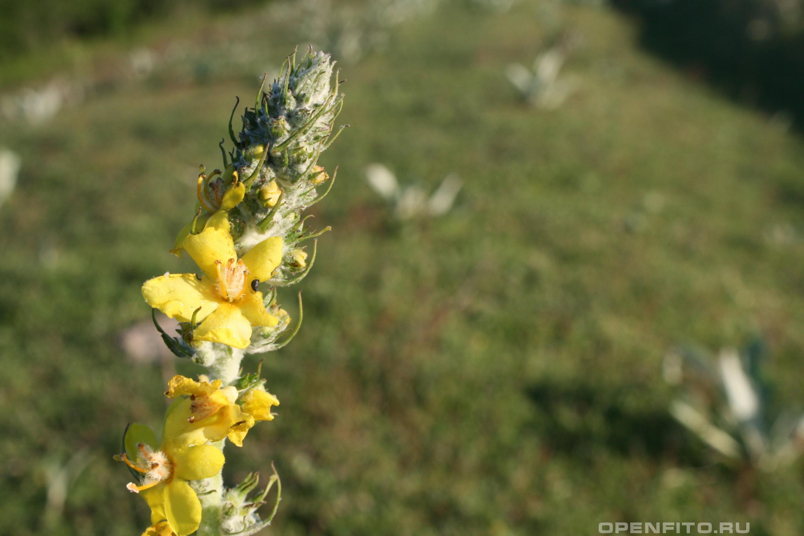 Коровяк черноморский - фотография цветка