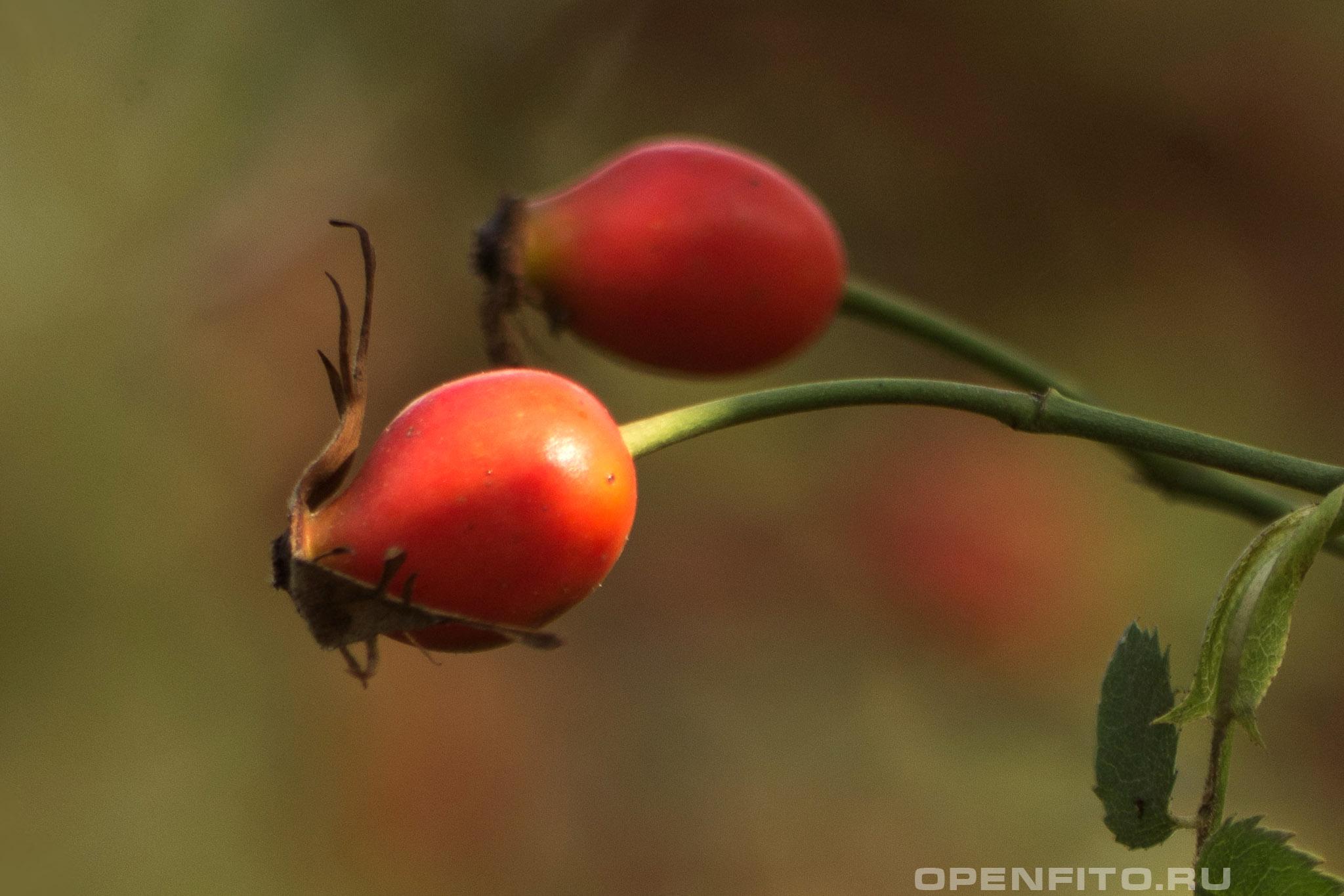 Шиповник почти-собачий - фотография плодов