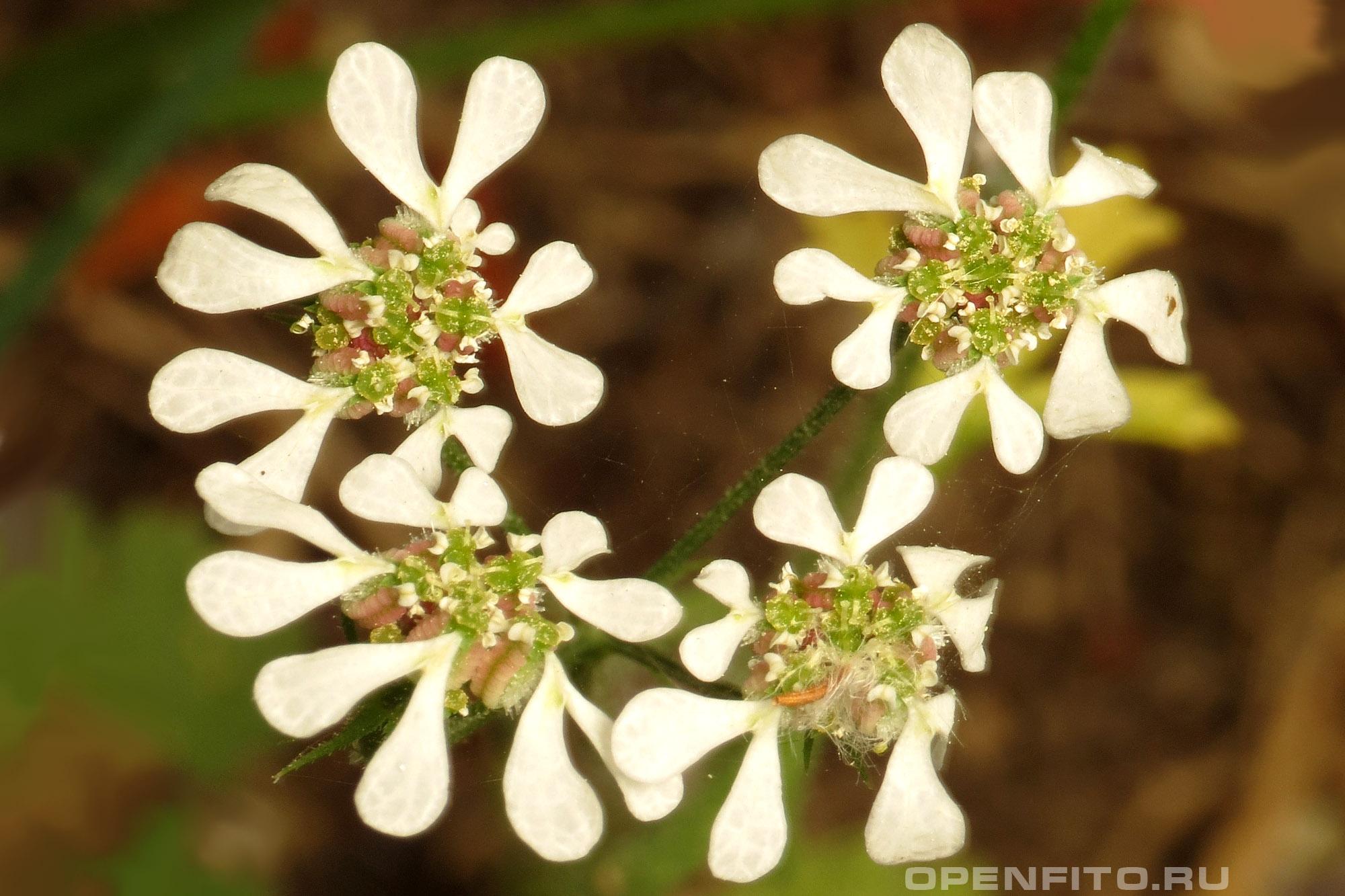 Тордилиум апулийский - фотография цветка