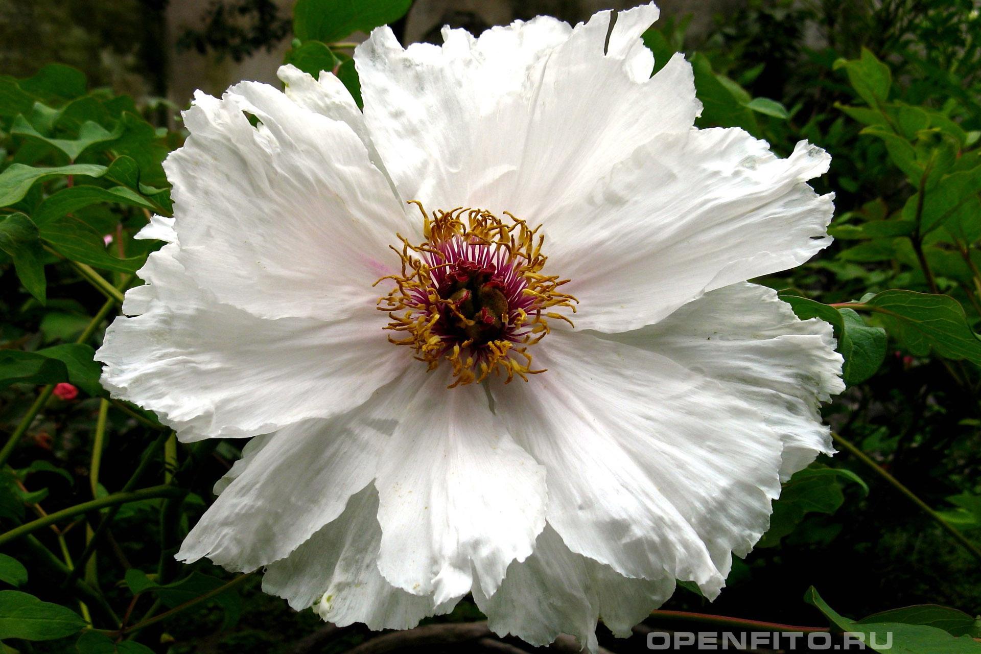 Пион древовидный - фотография цветка