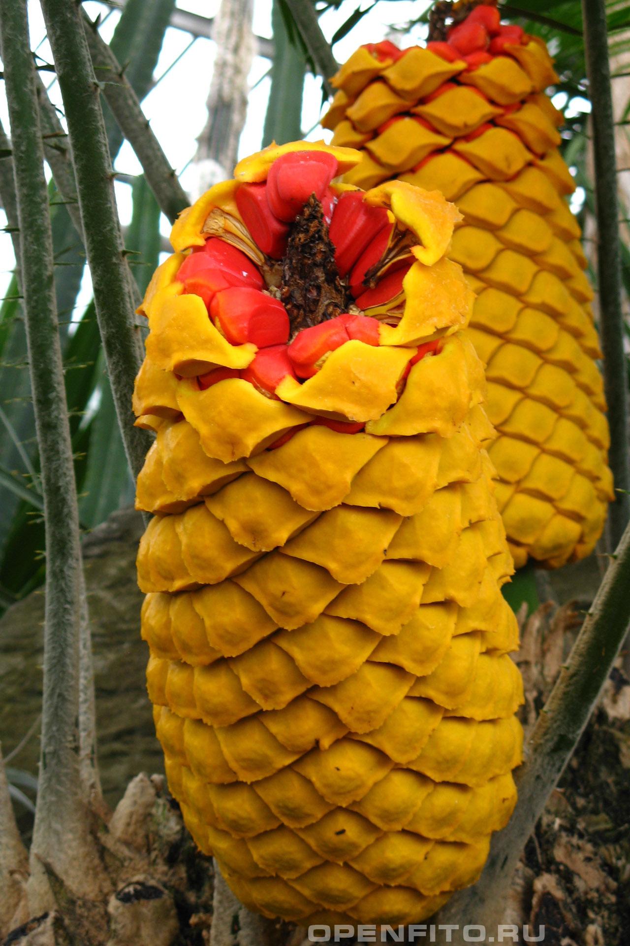 Энцефаляртос волосистый - фотография цветка