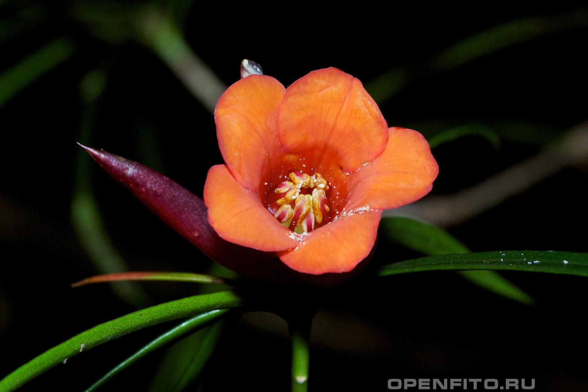 Рододендрон узколистный - фотография цветка