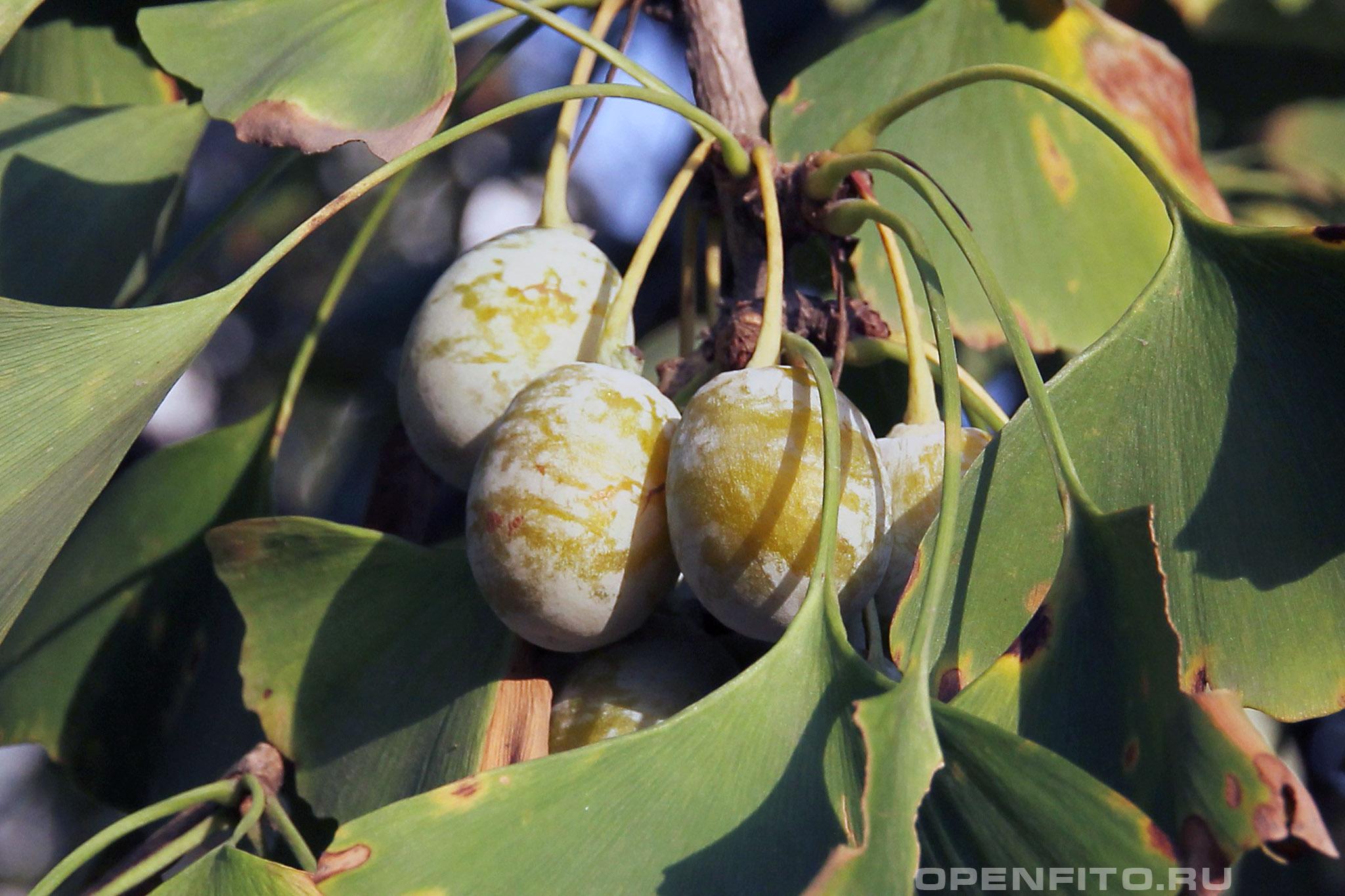 Гинкго двулопастный - фотография плодов