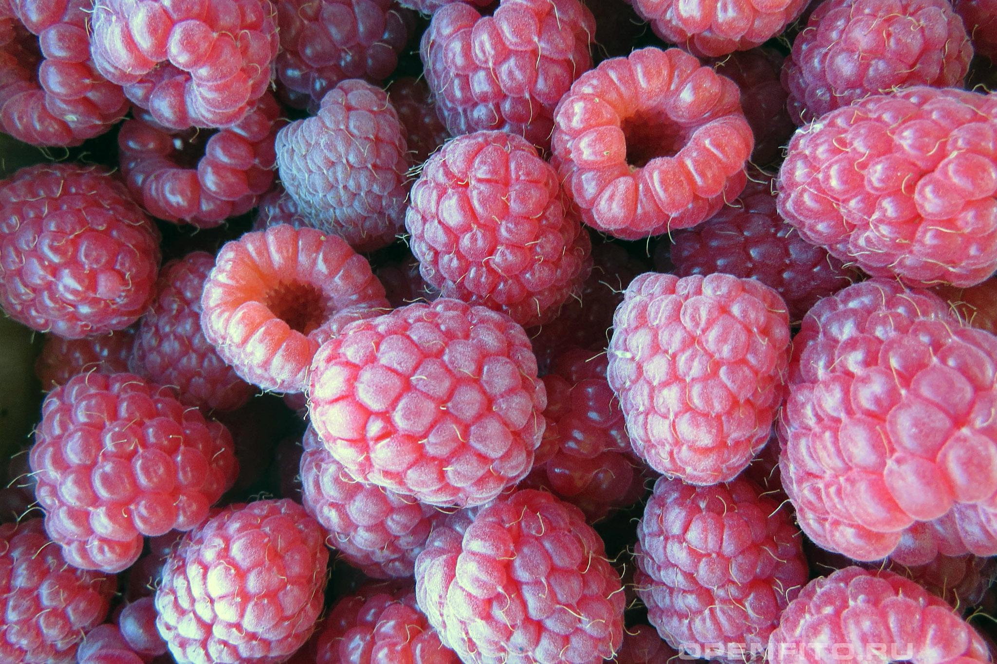 Малина красная свежесобранные плоды малины крупным планом