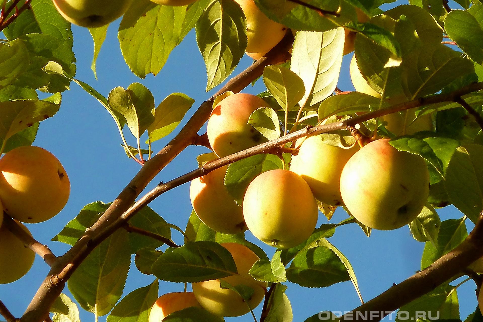 Яблоня спелые яблоки