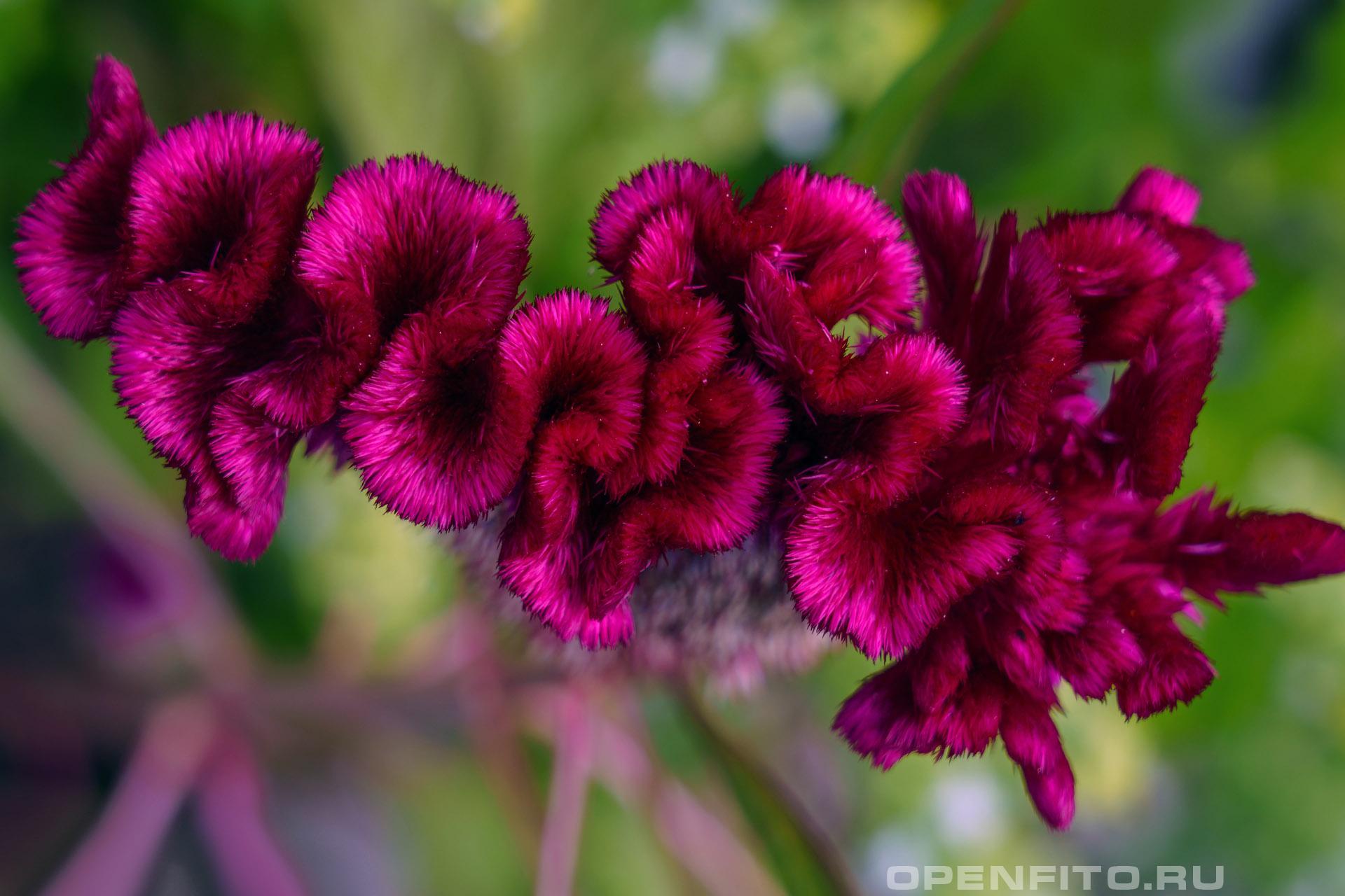 Целозия гребенчатая - фотография цветка