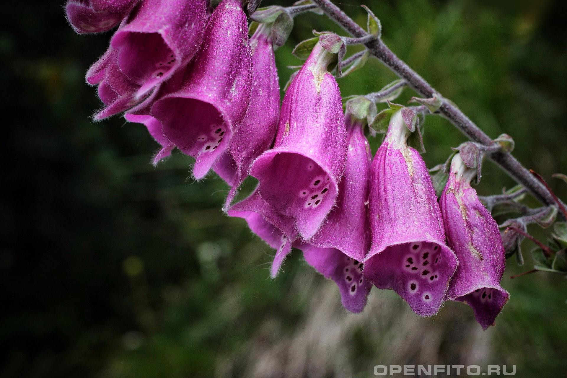 Наперстянка пурпурная - фотография цветка