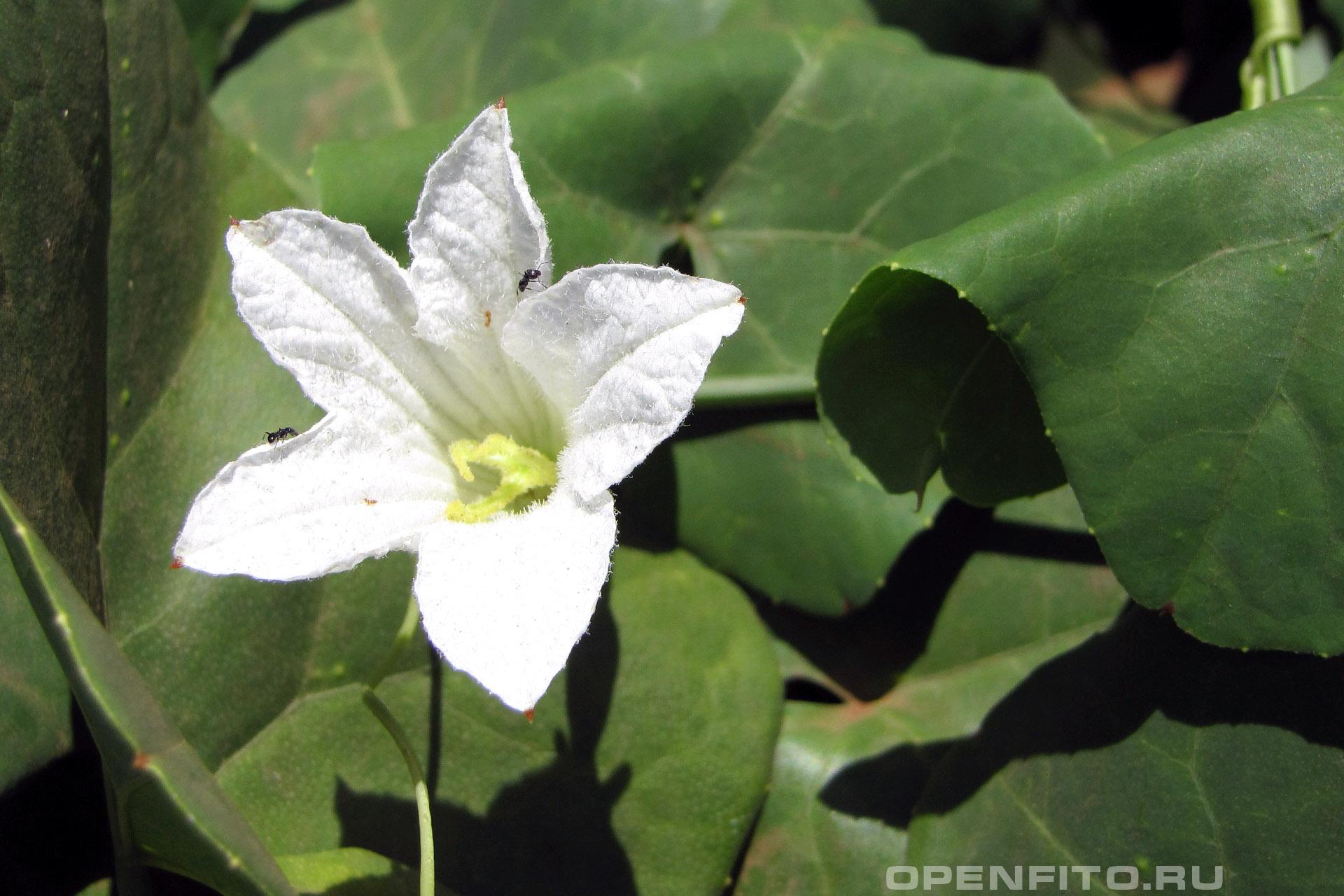 Кокциния крупная - фотография цветка