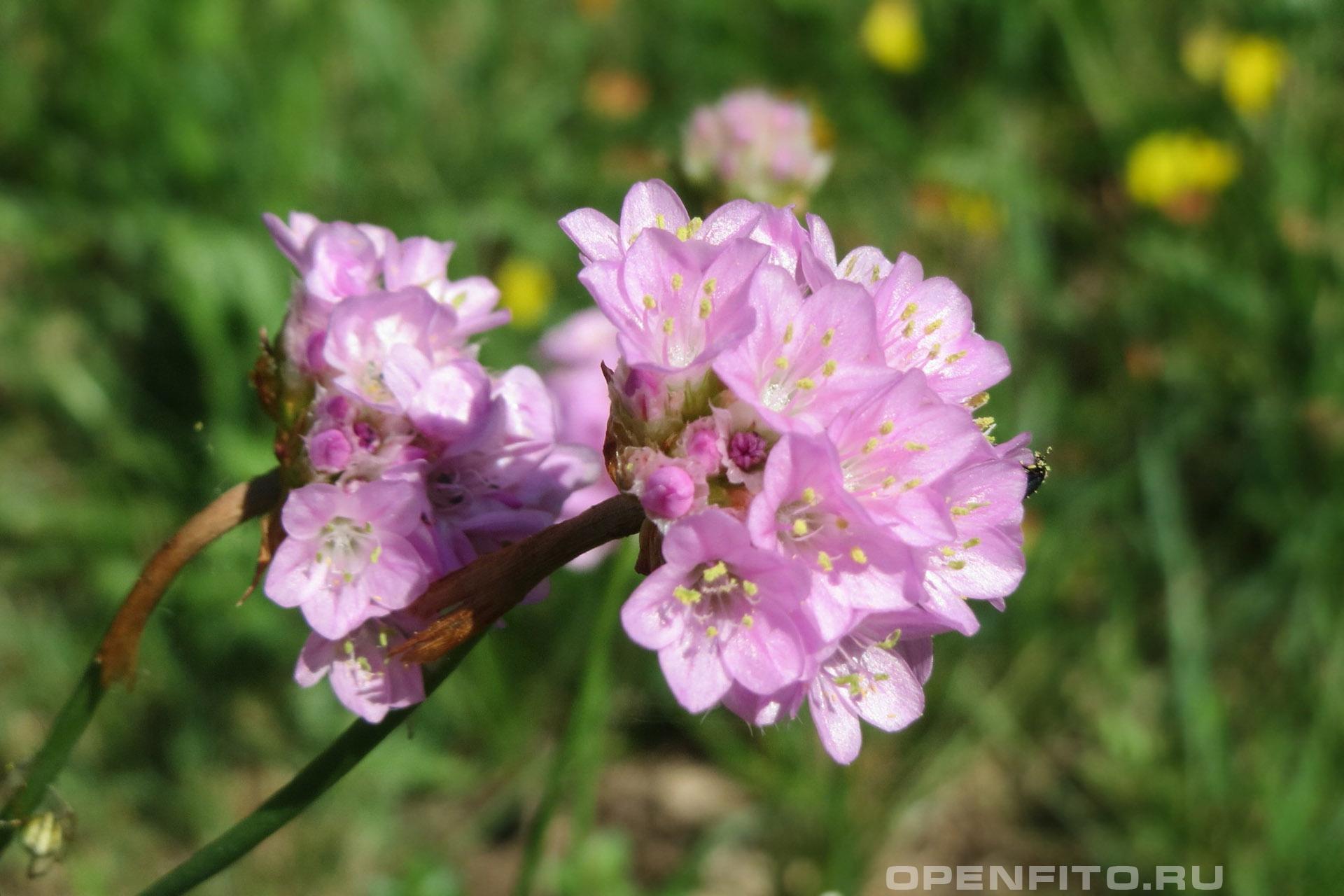 Армерия приморская - фотография цветка