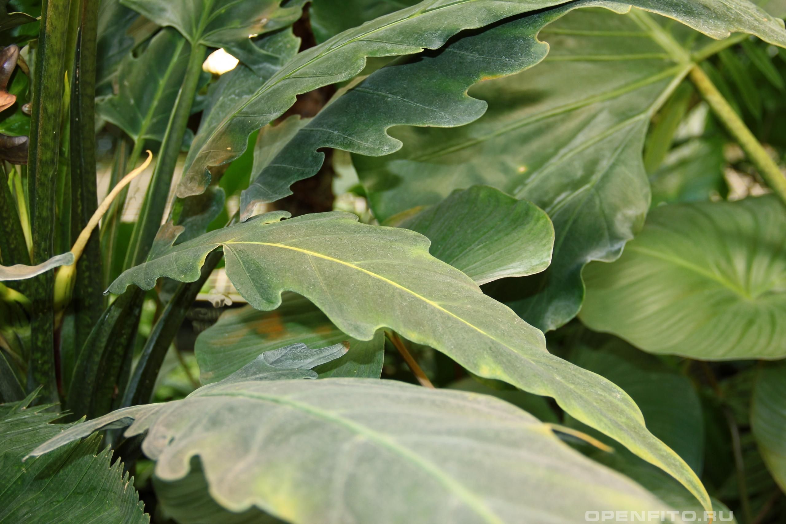 Алоказия Лаутербаха листья