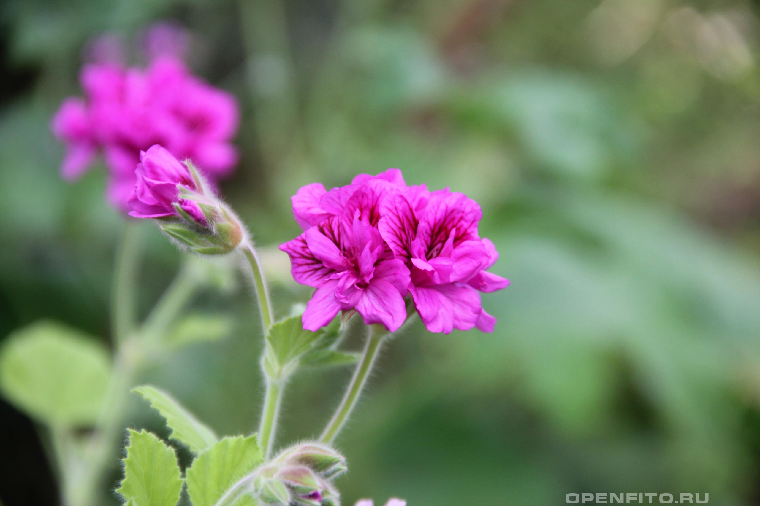 Пеларгония клобучковая - фотография цветка