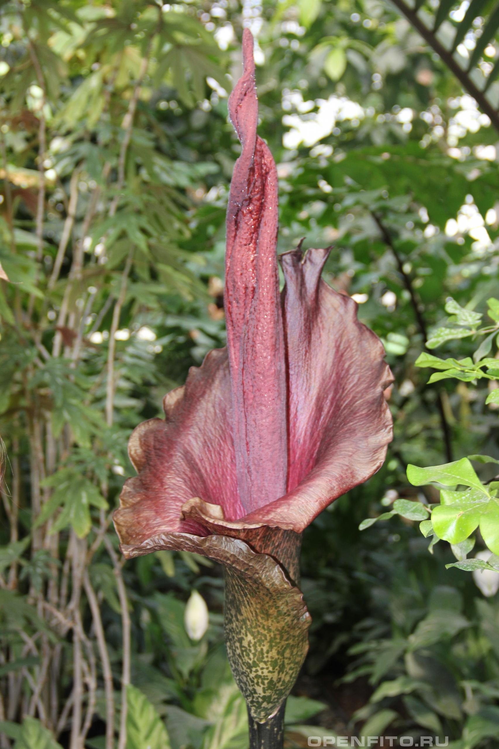 Аморфофаллус коньяк - фотография цветка