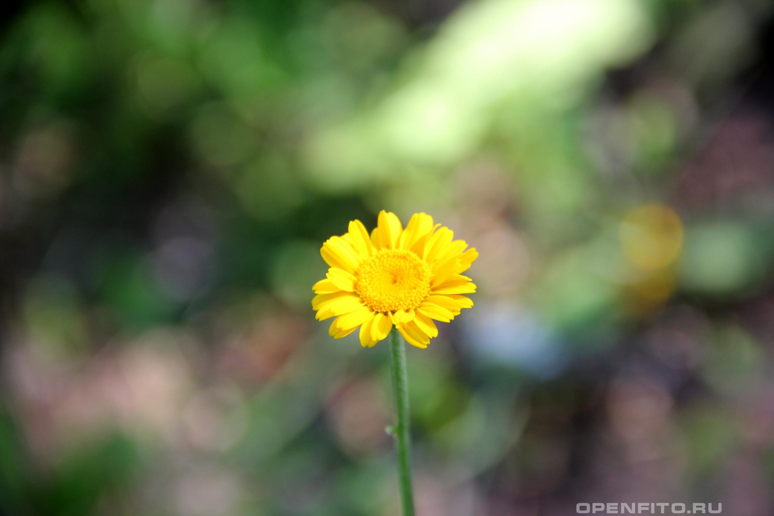 Пупавка красильная - фотография цветка