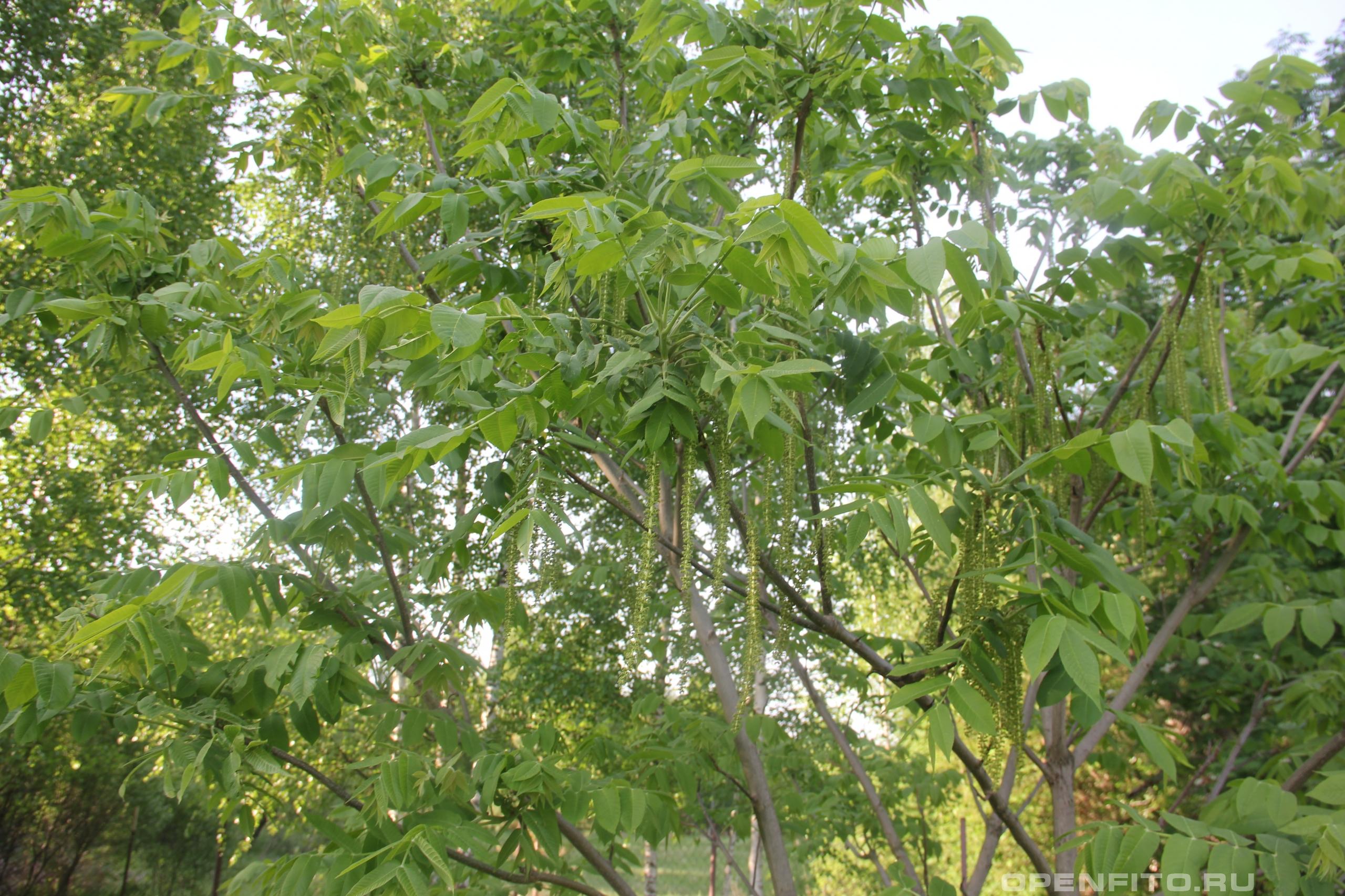 Орех маньчжурский  дерево во время цветения