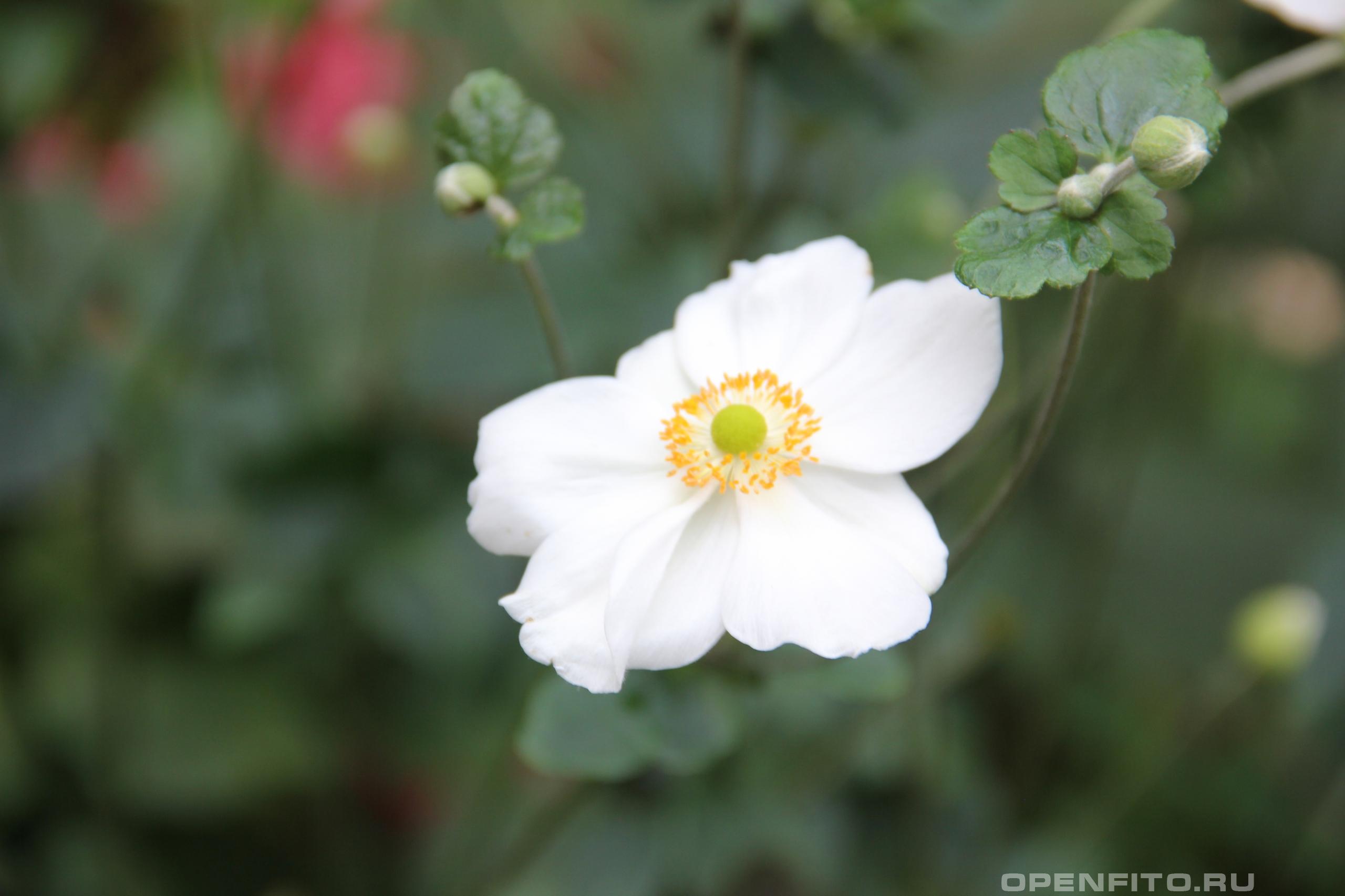 Ветреница хубэйская - фотография цветка