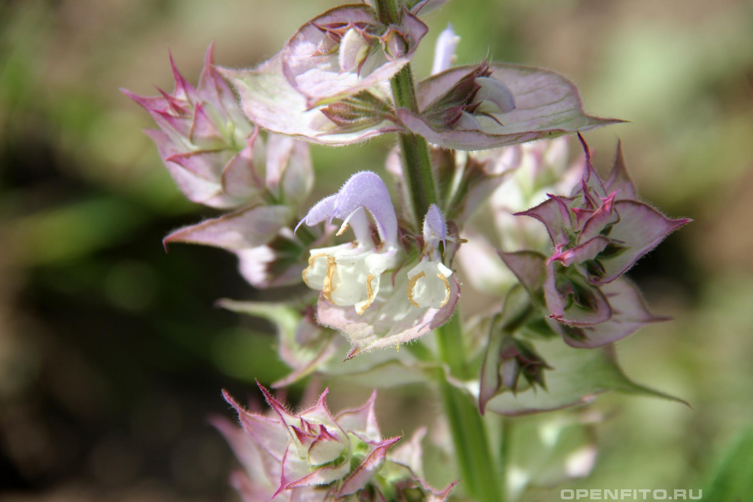 Шалфей мускатный - фотография цветка