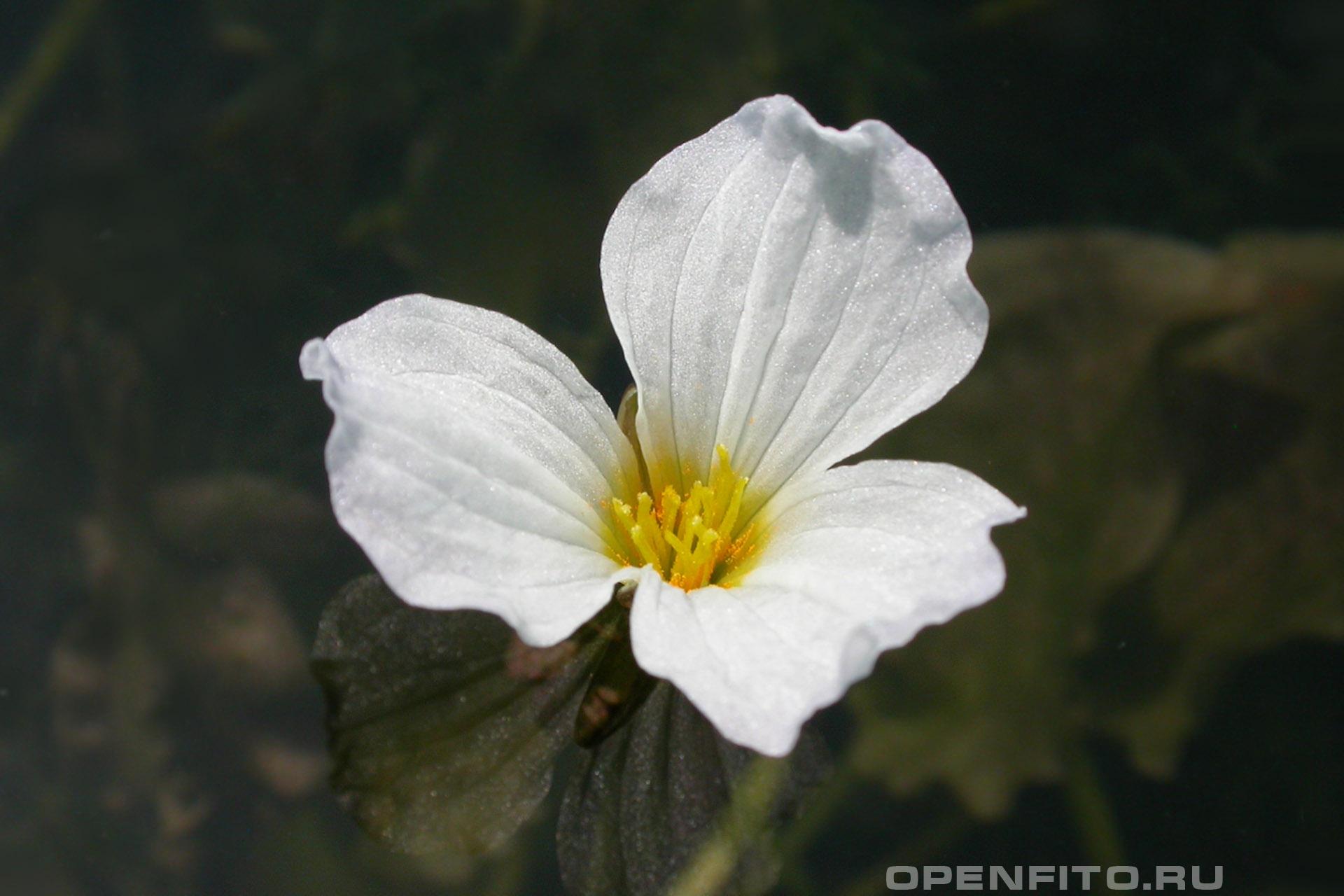 Оттелия частуховидная - фотография цветка