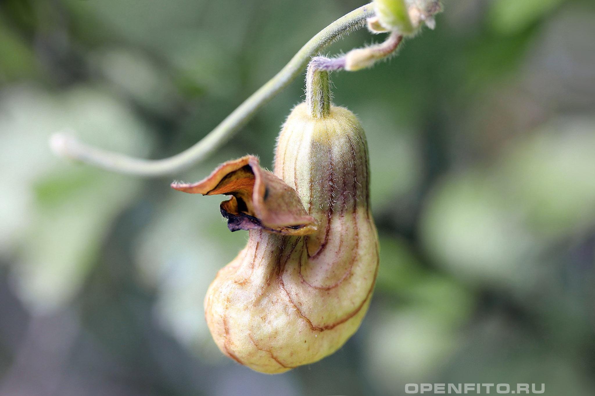 Кирказон калифорнийский - фотография цветка