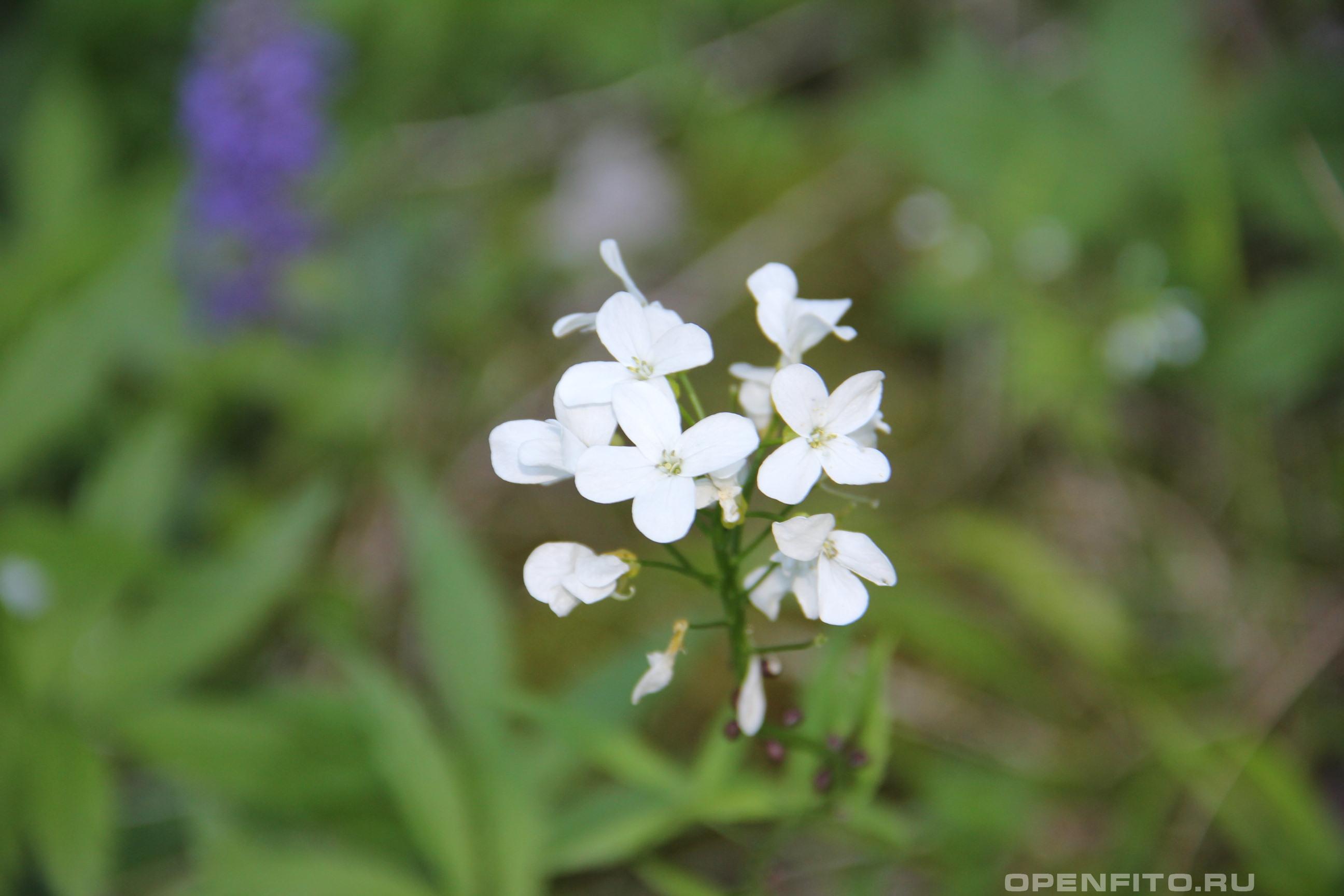Зубянка клубненосная - фотография цветка