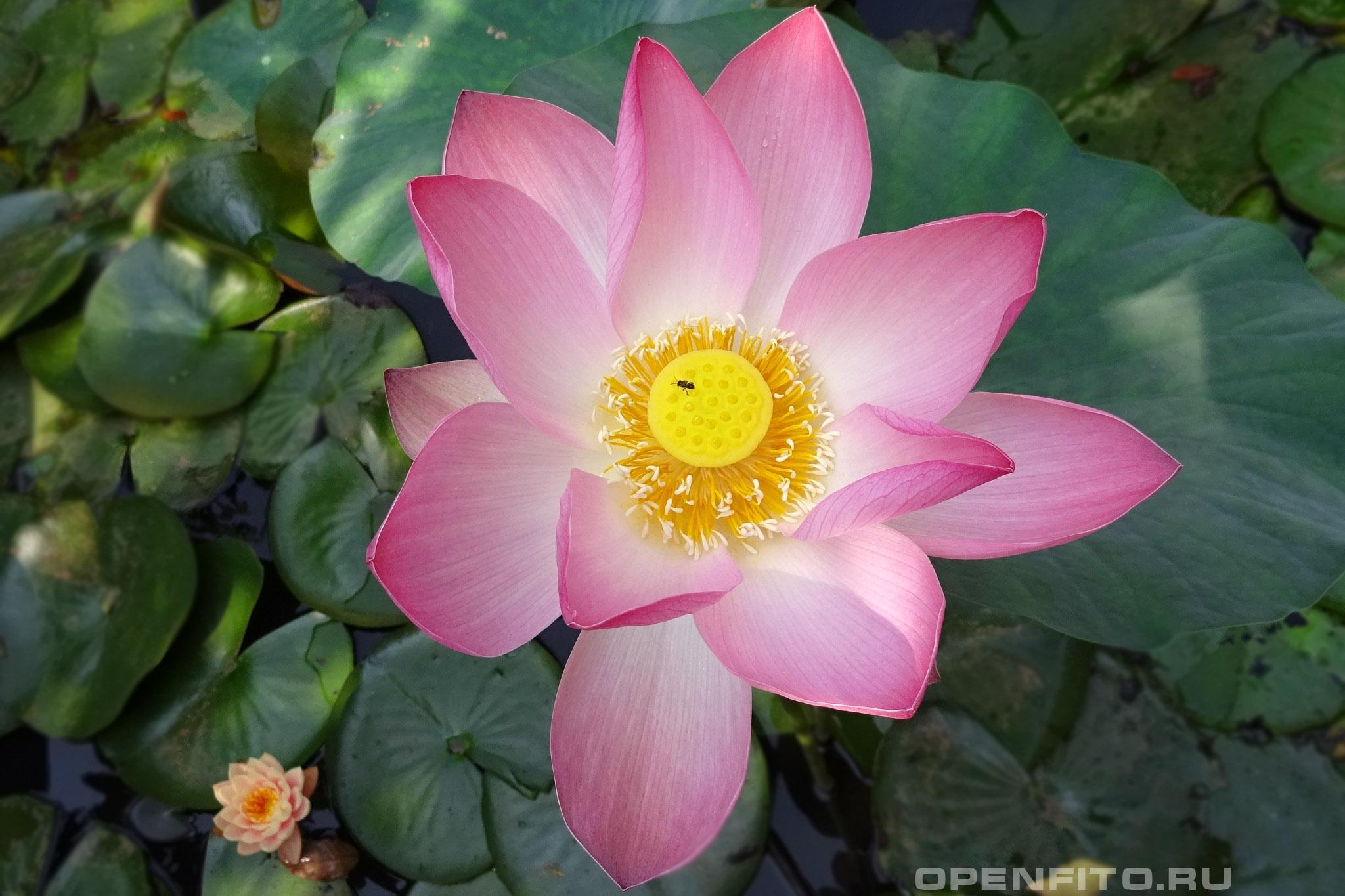 Лотос орехоносный - фотография цветка