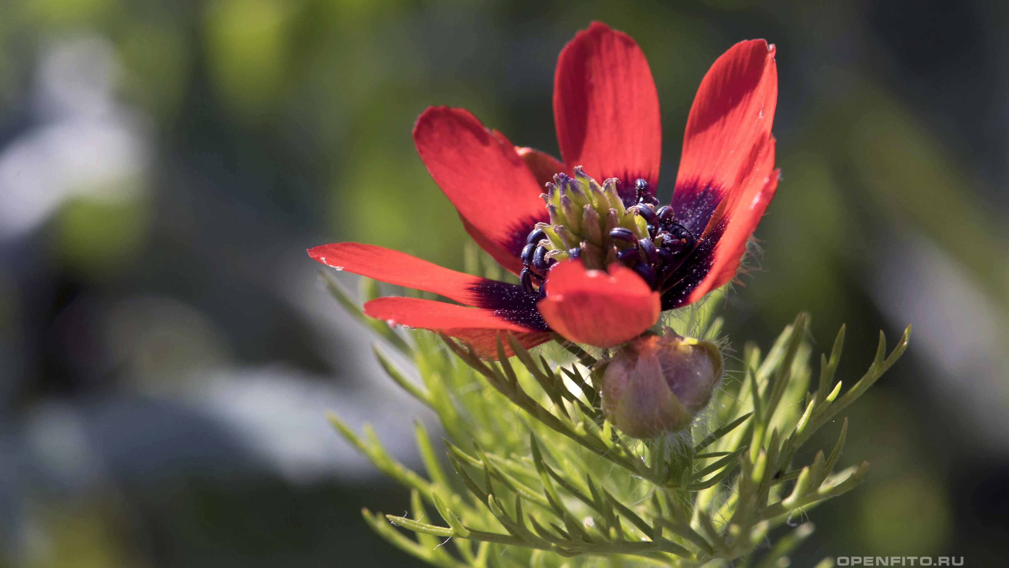 Адонис летний - фотография цветка