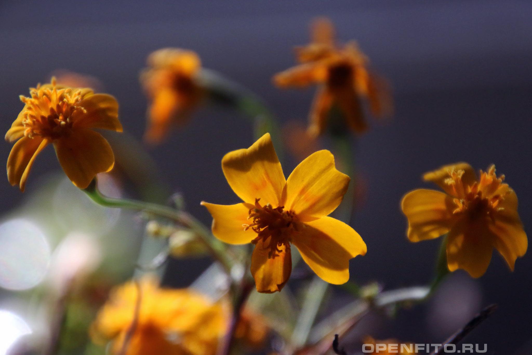 Бархатцы лучистые - фотография цветка