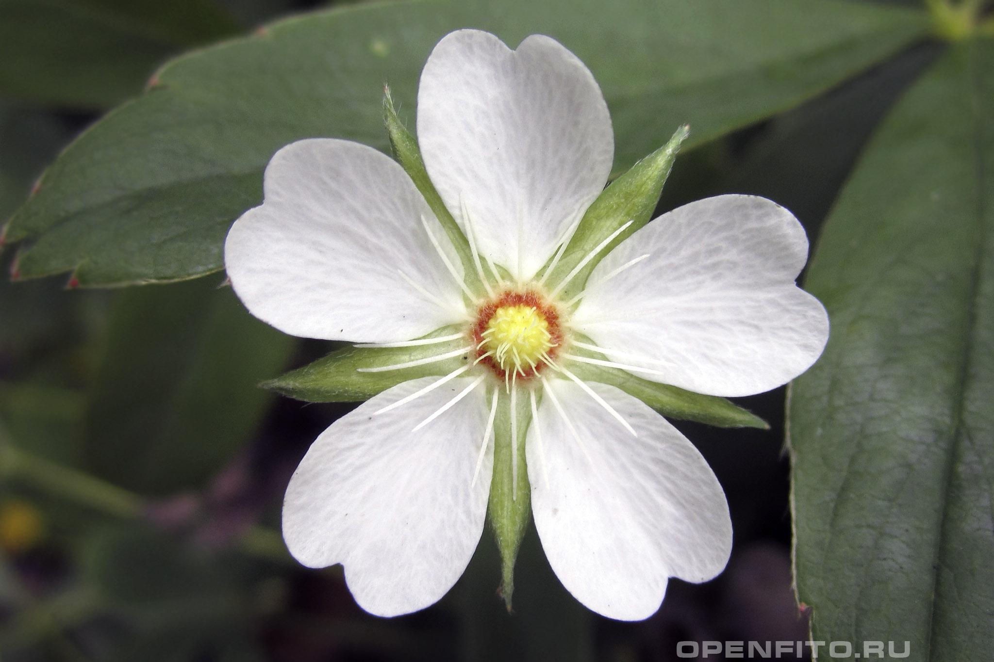 Лапчатка белая - фотография цветка