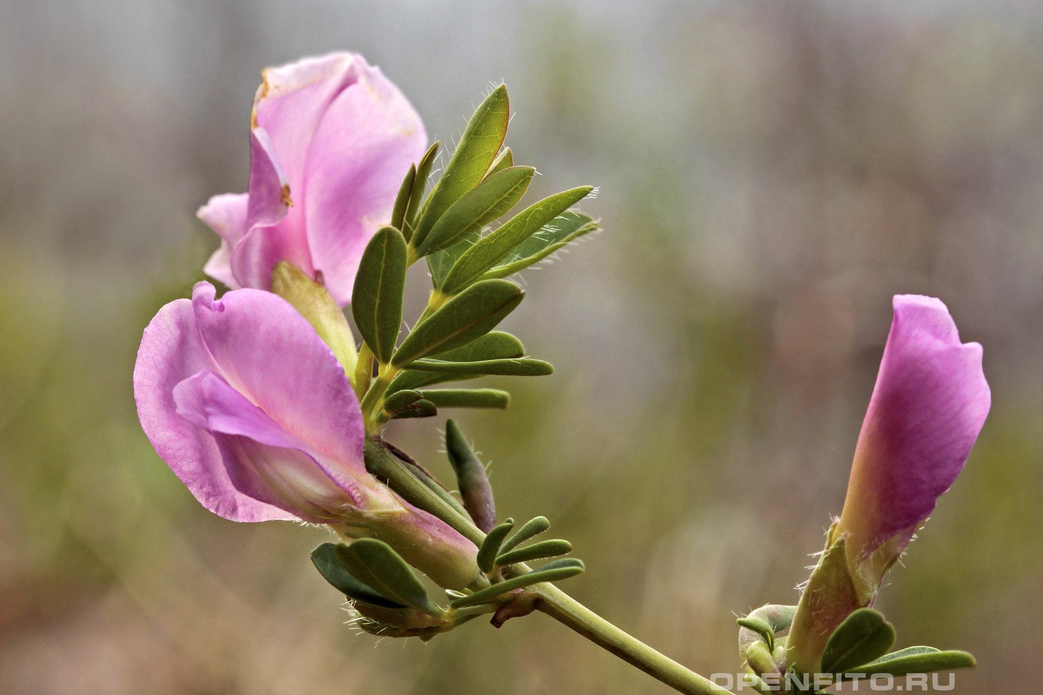 Ракитник пурпурный - фотография цветка
