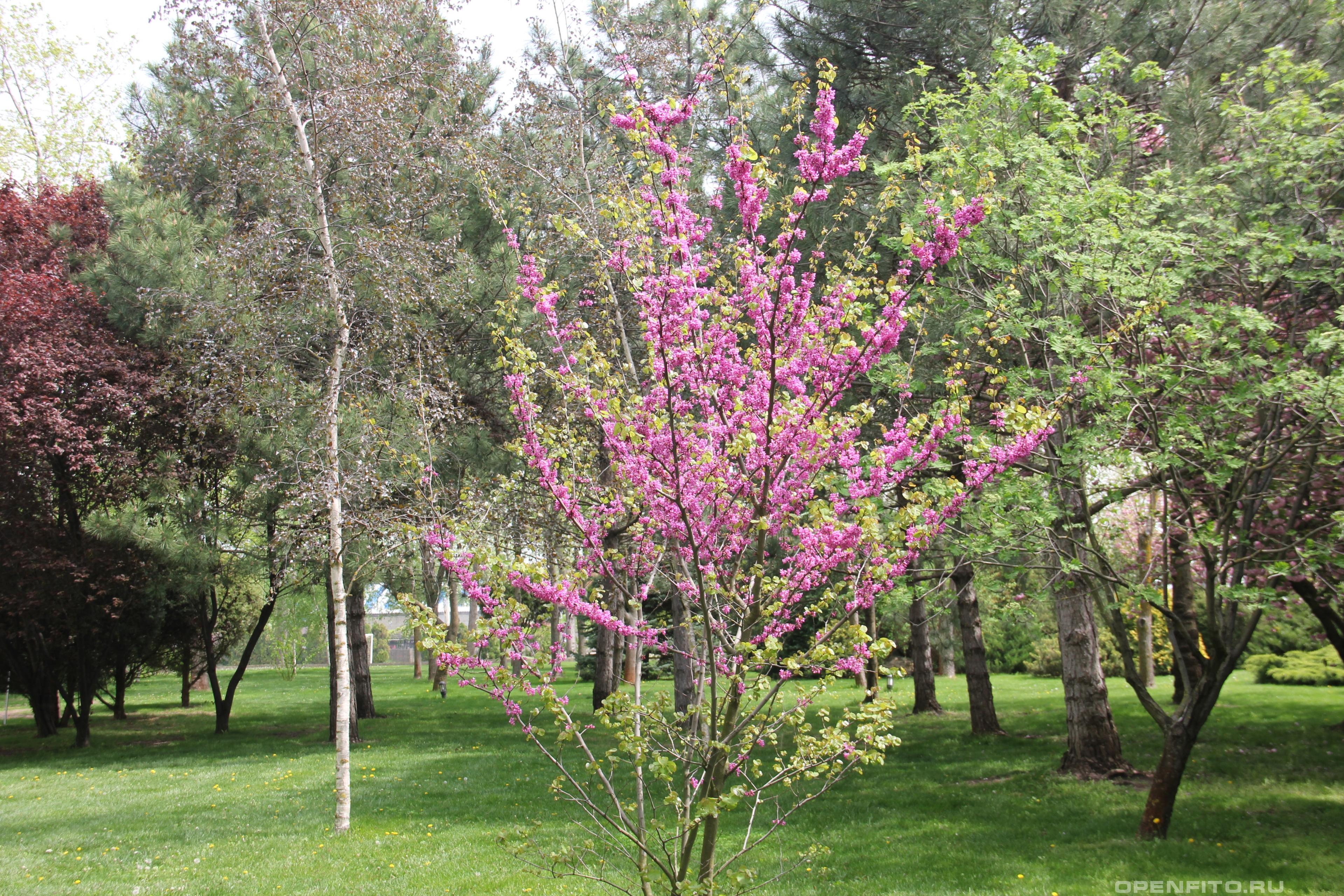 Багряник рожковый цветущее молодое растение