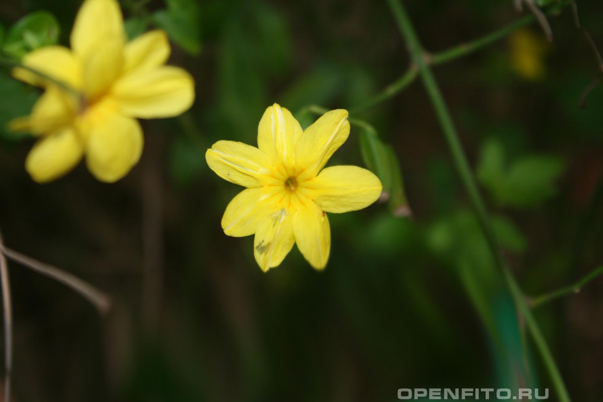 Жасмин месни - фотография цветка