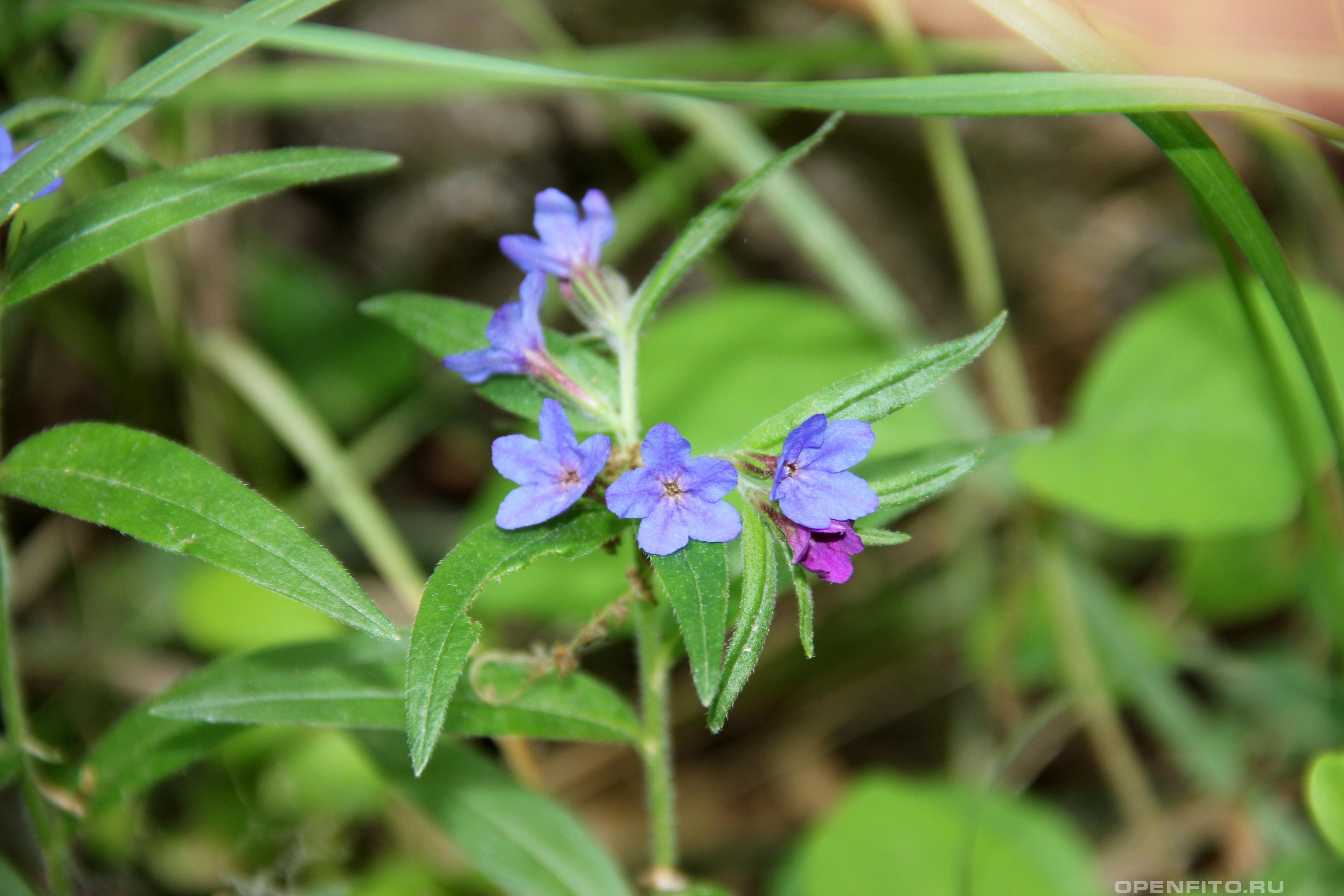 Эгонихон фиолетовый - фотография цветка