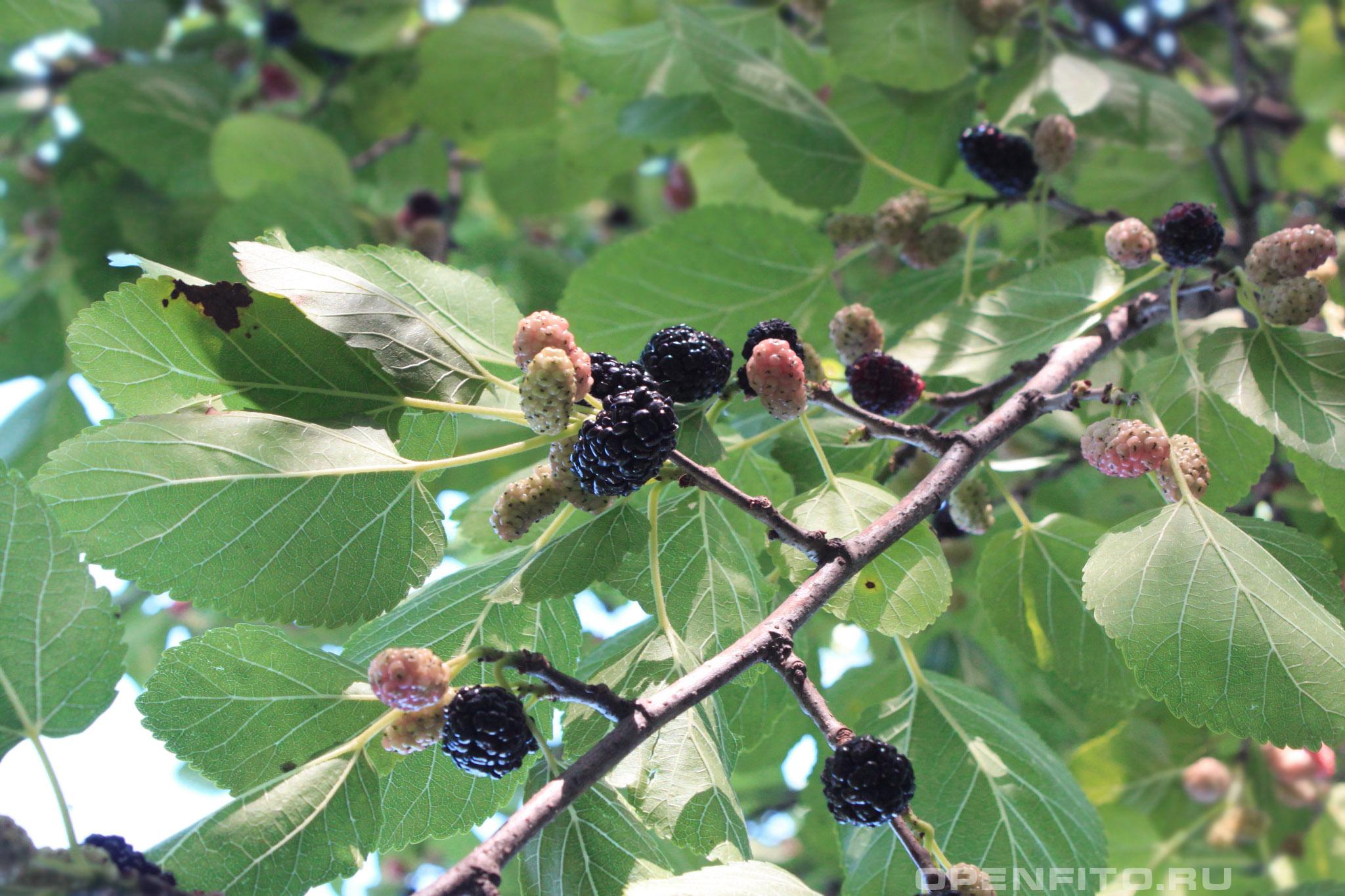 Шелковица черная - фотография плодов