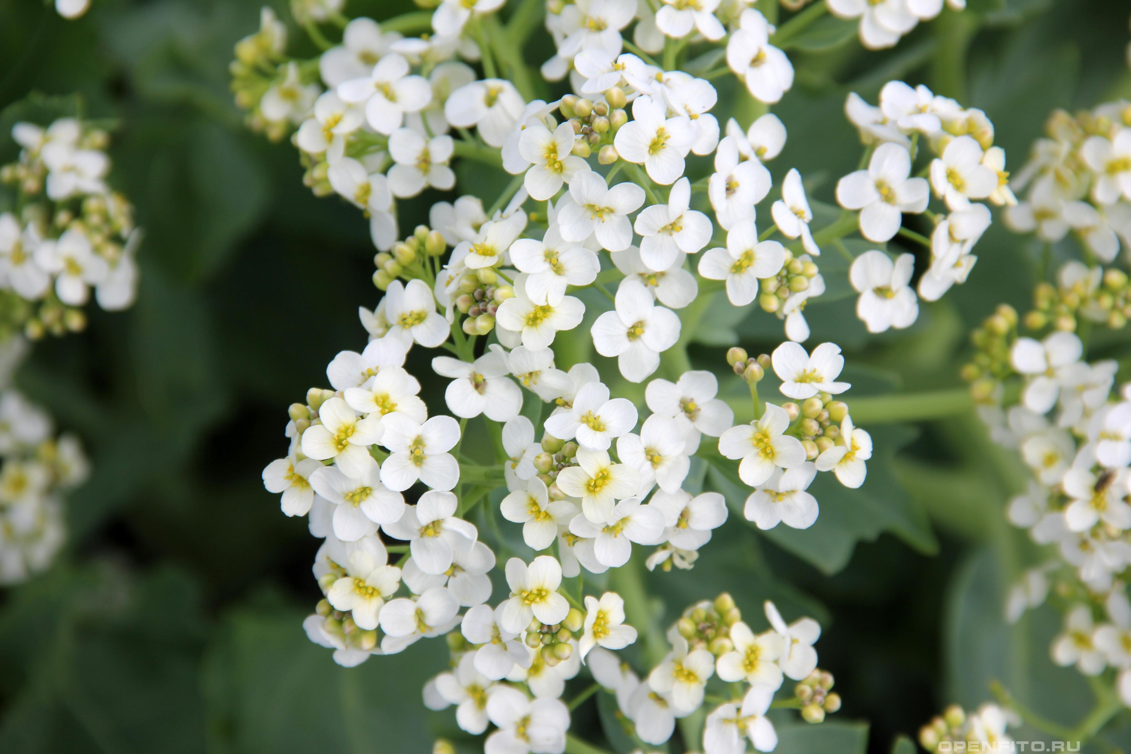 Катран приморский - фотография цветка