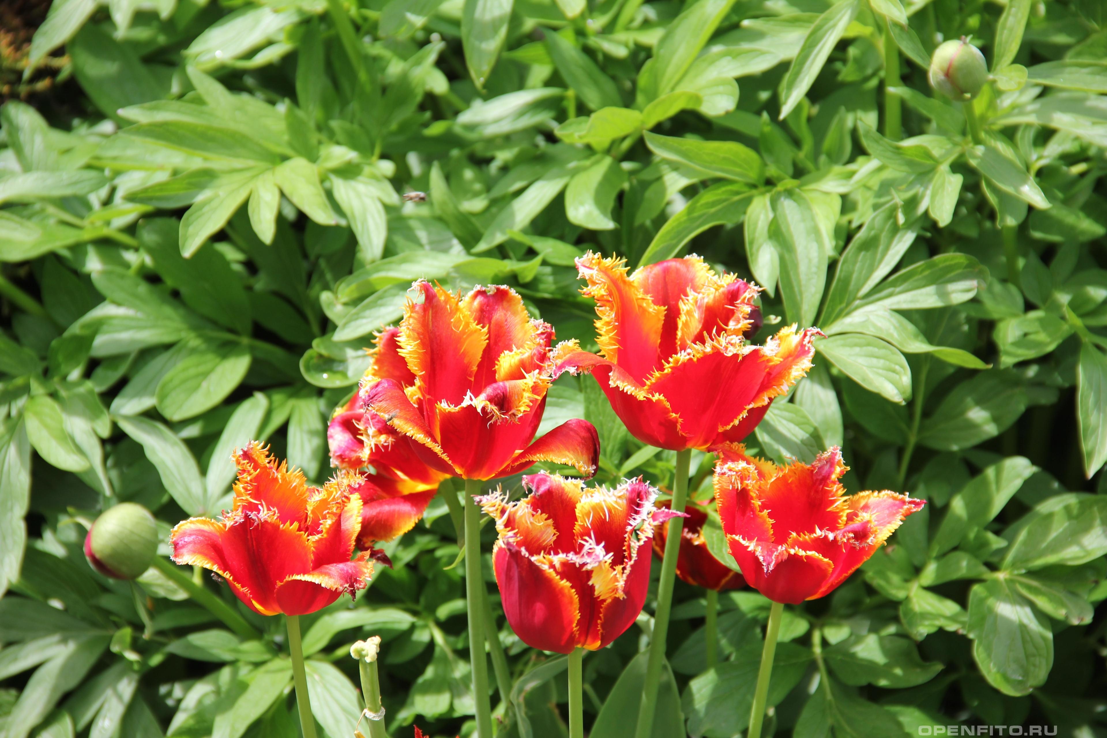Тюльпан Геснера бахромчатый - фотография цветка