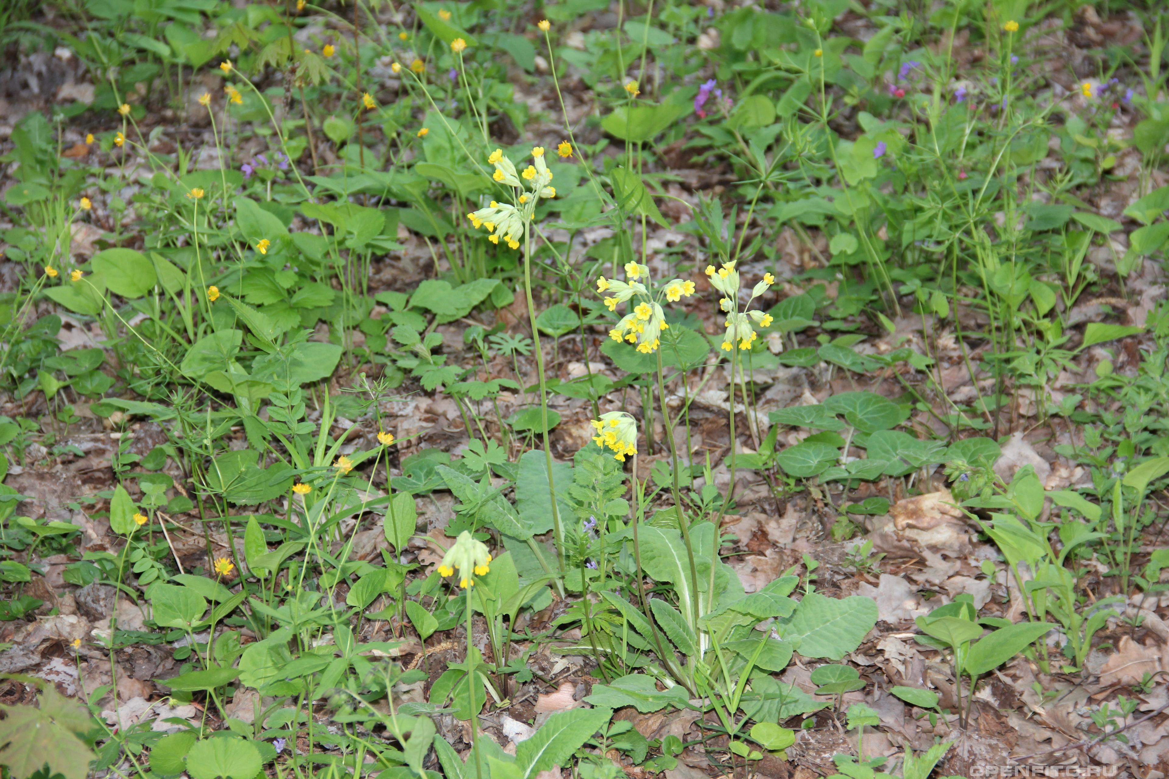 Первоцвет весенний май в Рязанской области