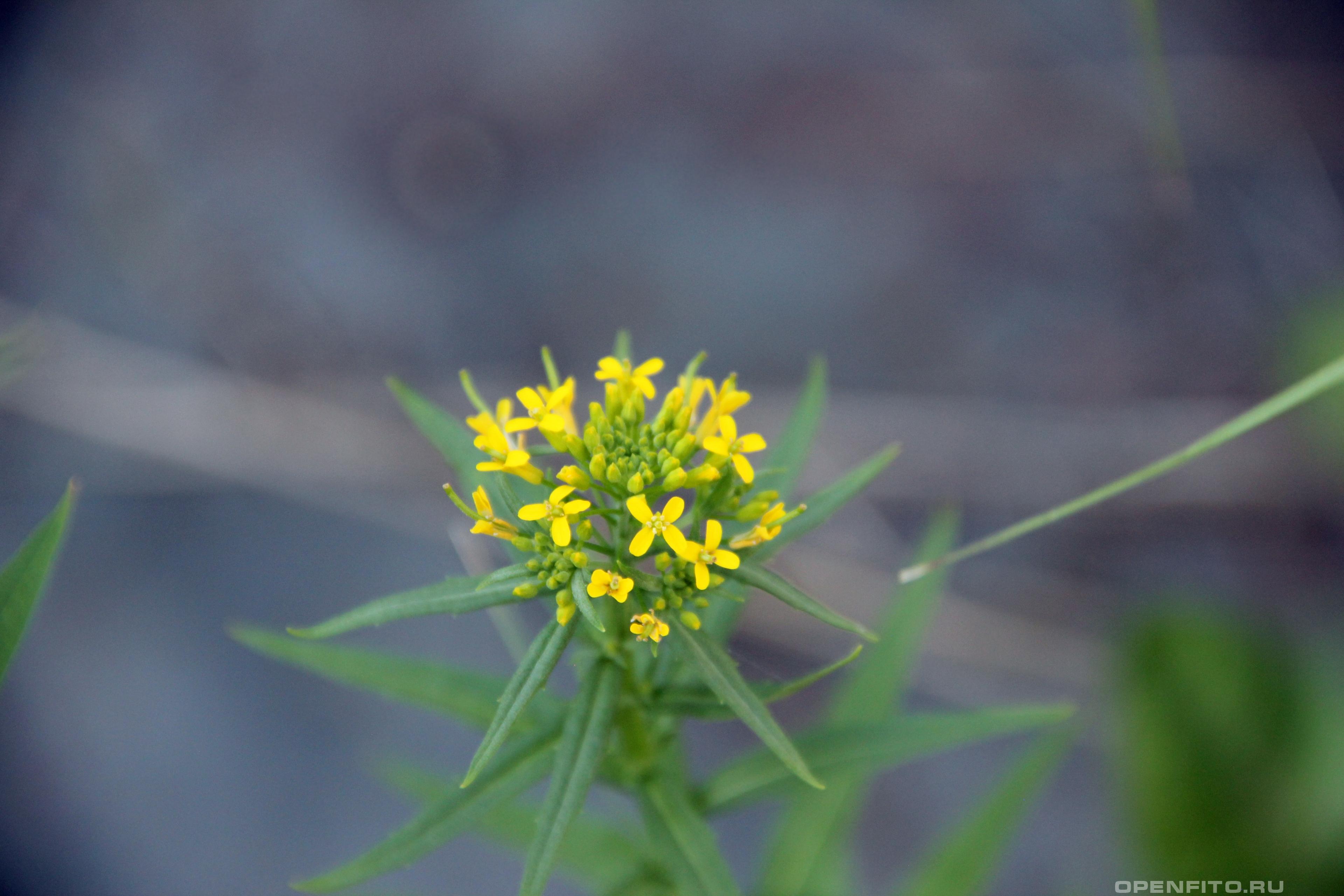 Желтушник левкойный - фотография цветка