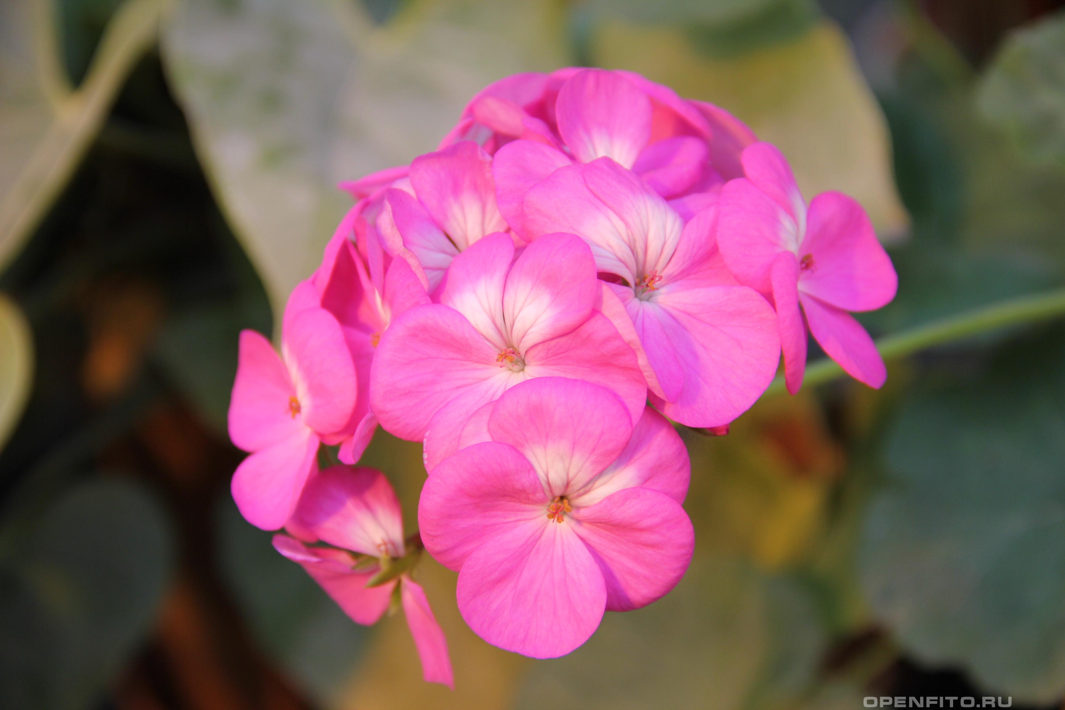 Пеларгония крупноцветковая - фотография цветка