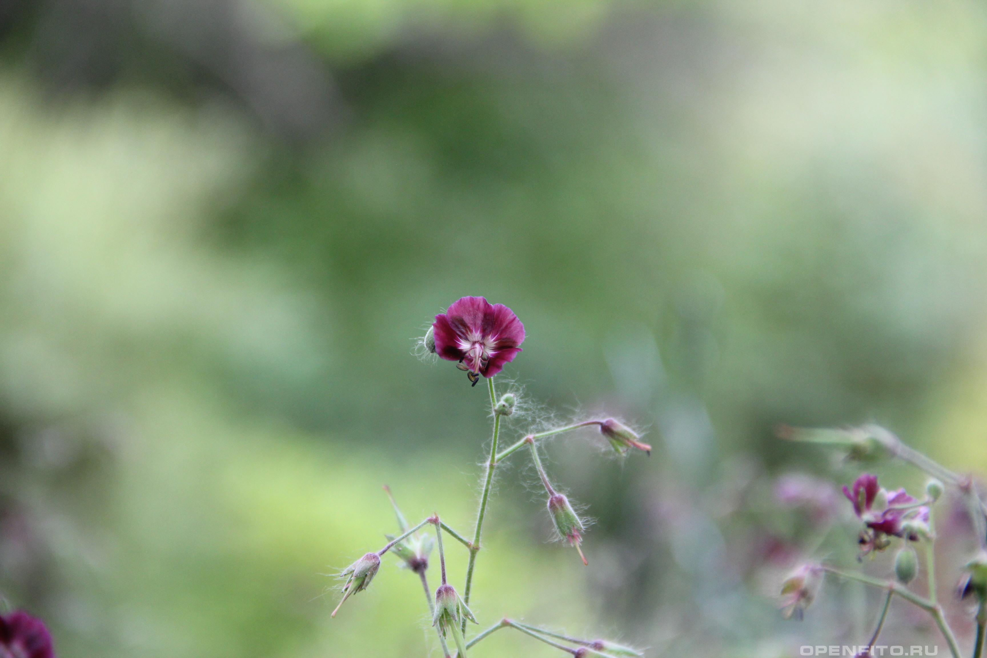 Герань бурая - фотография цветка