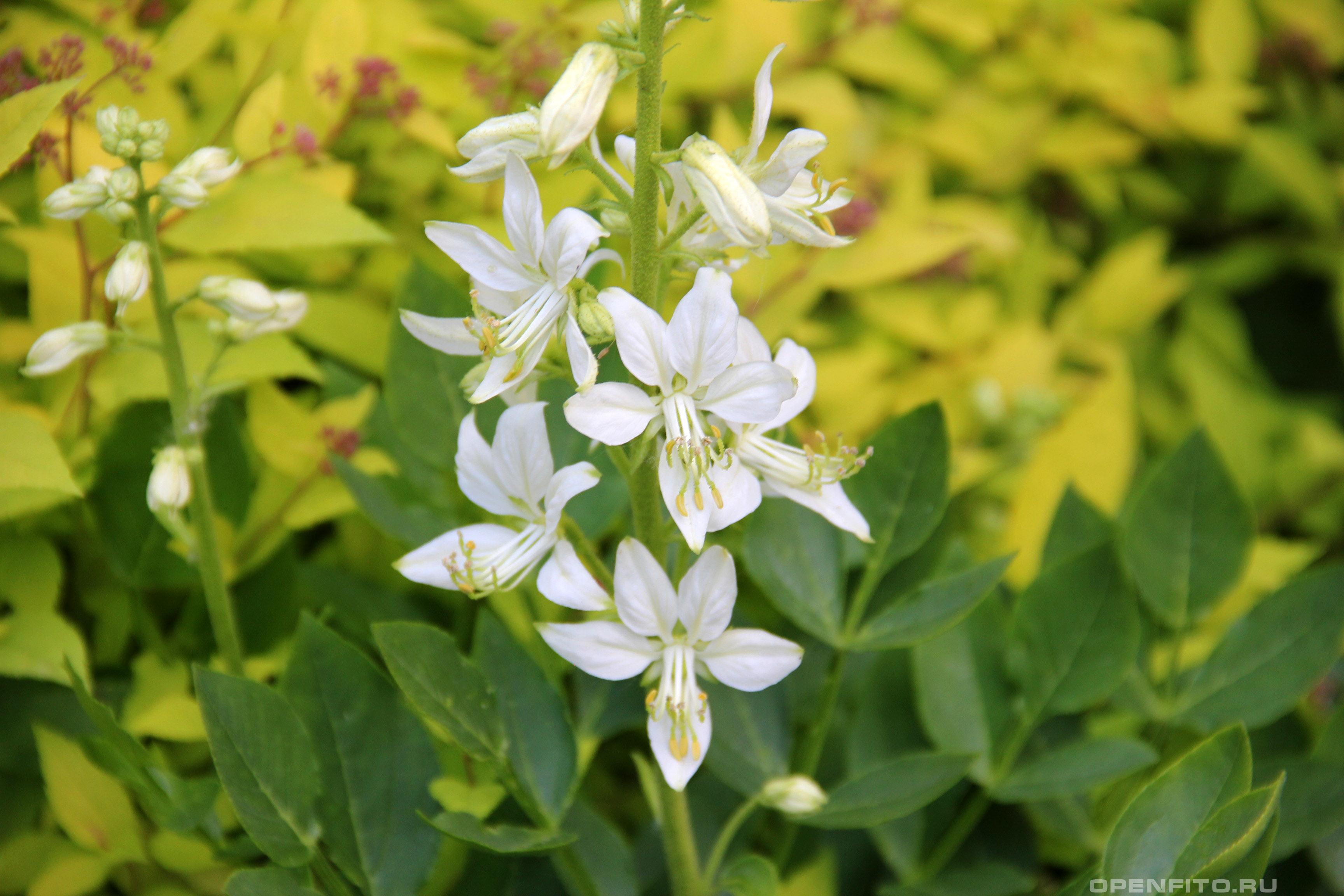 Ясенец голостолбиковый белые цветки