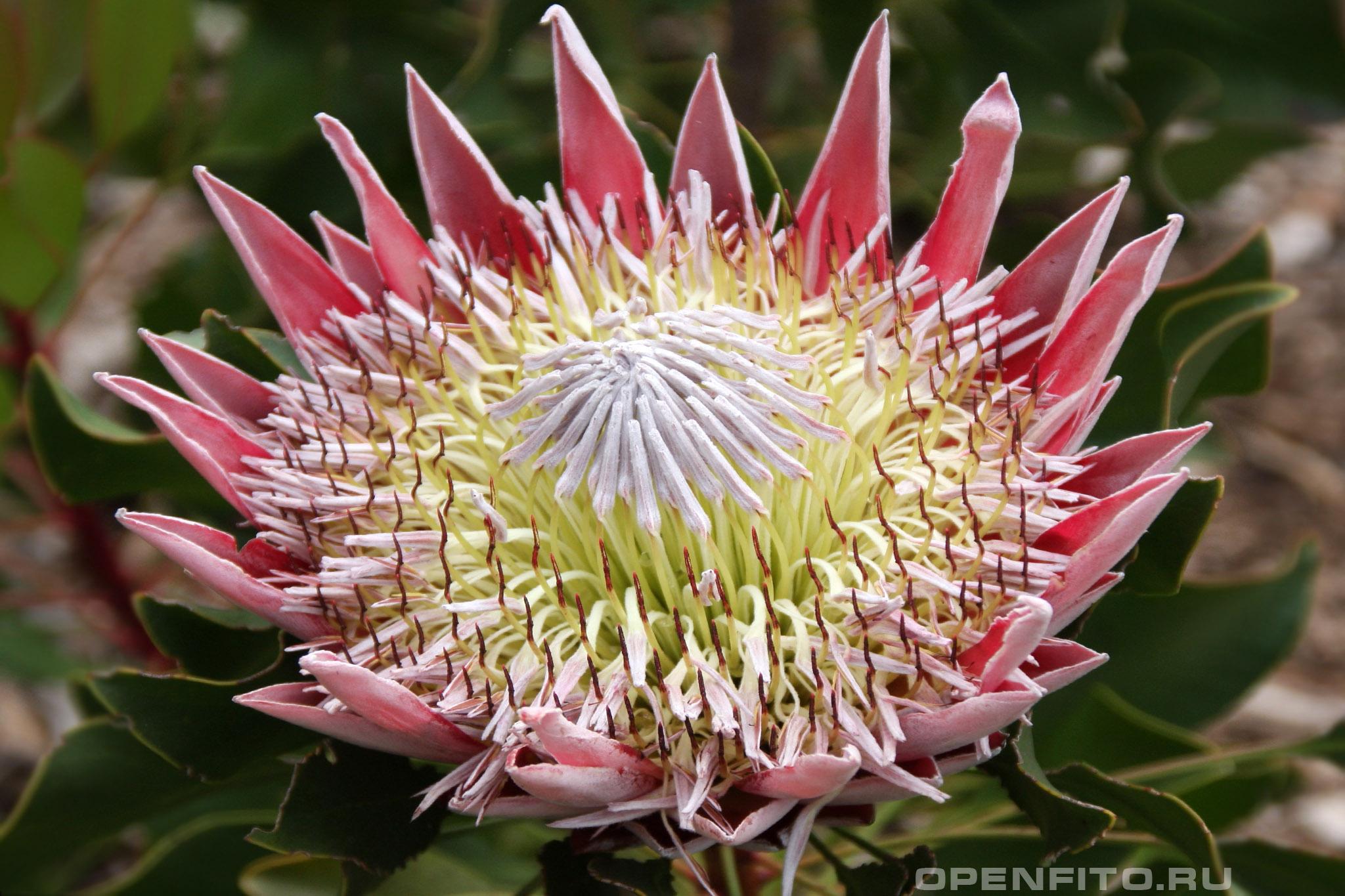 Протея артишоковая - фотография цветка