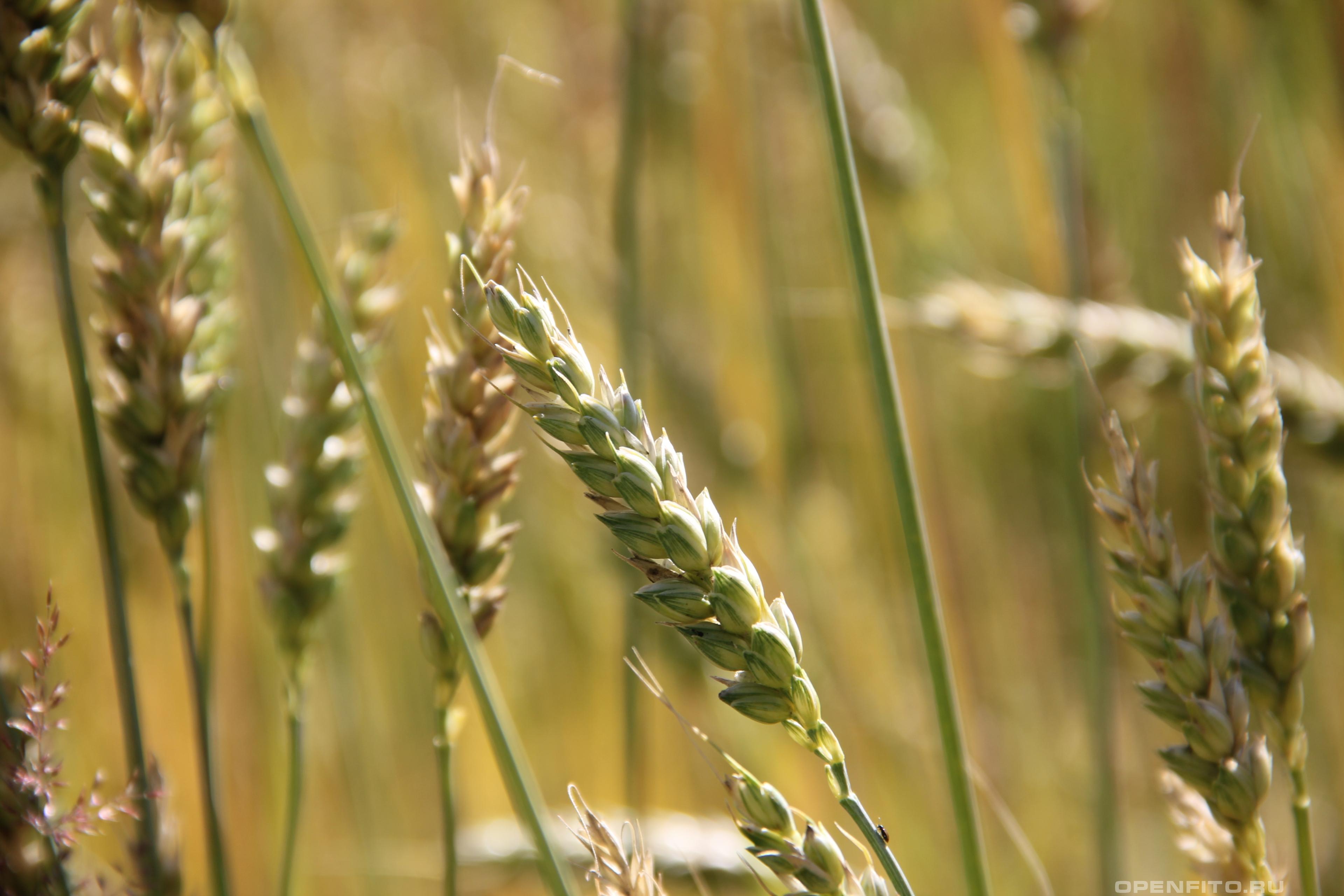 Пшеница мягкая незрелый колос