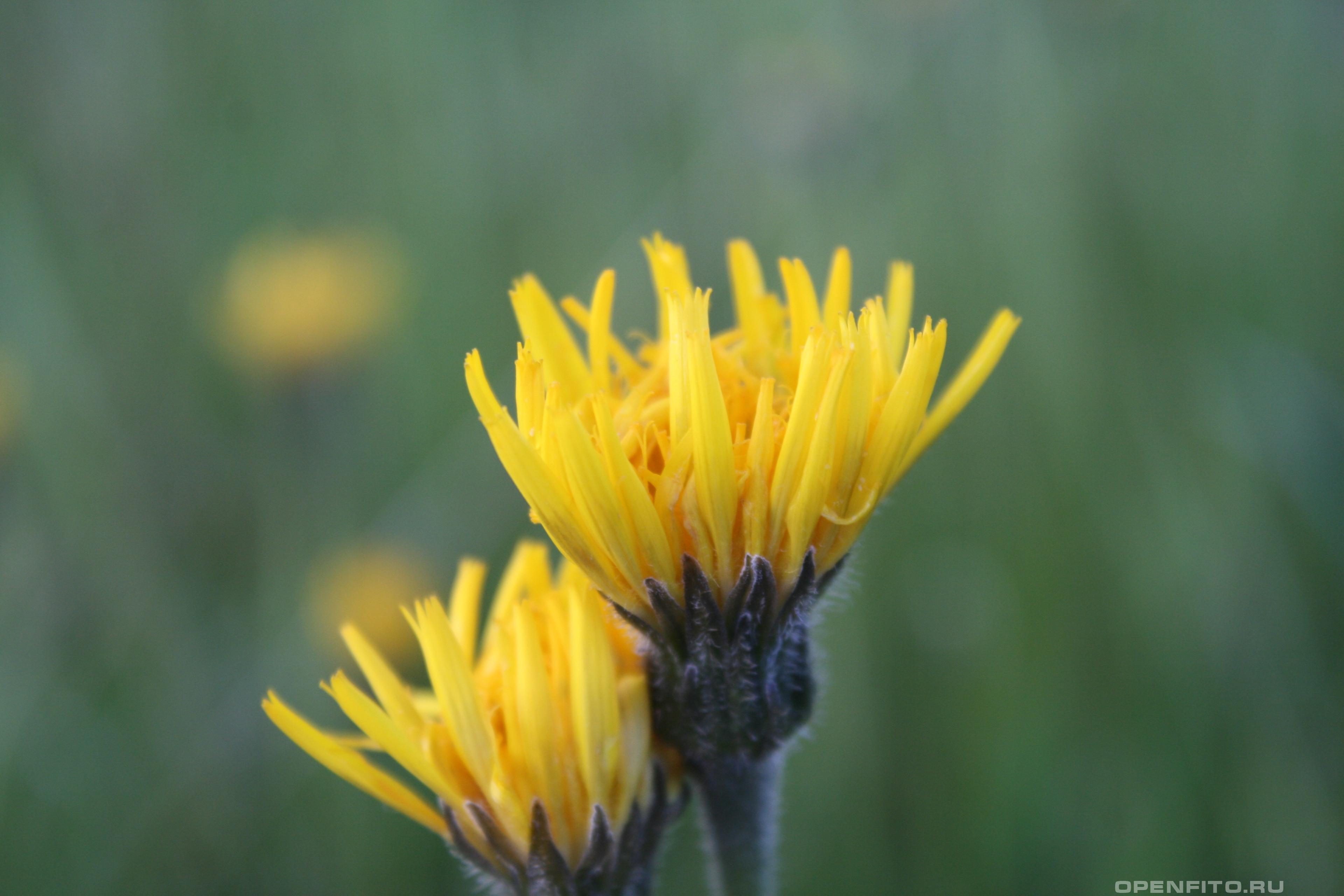 Троммсдорфия крапчатая - фотография цветка