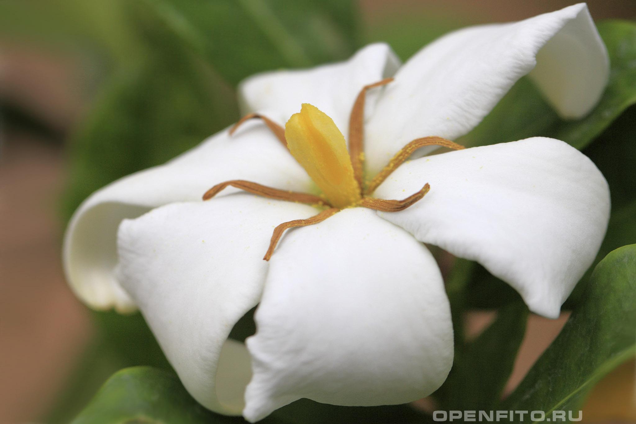 Гардения жасминовидная - фотография цветка