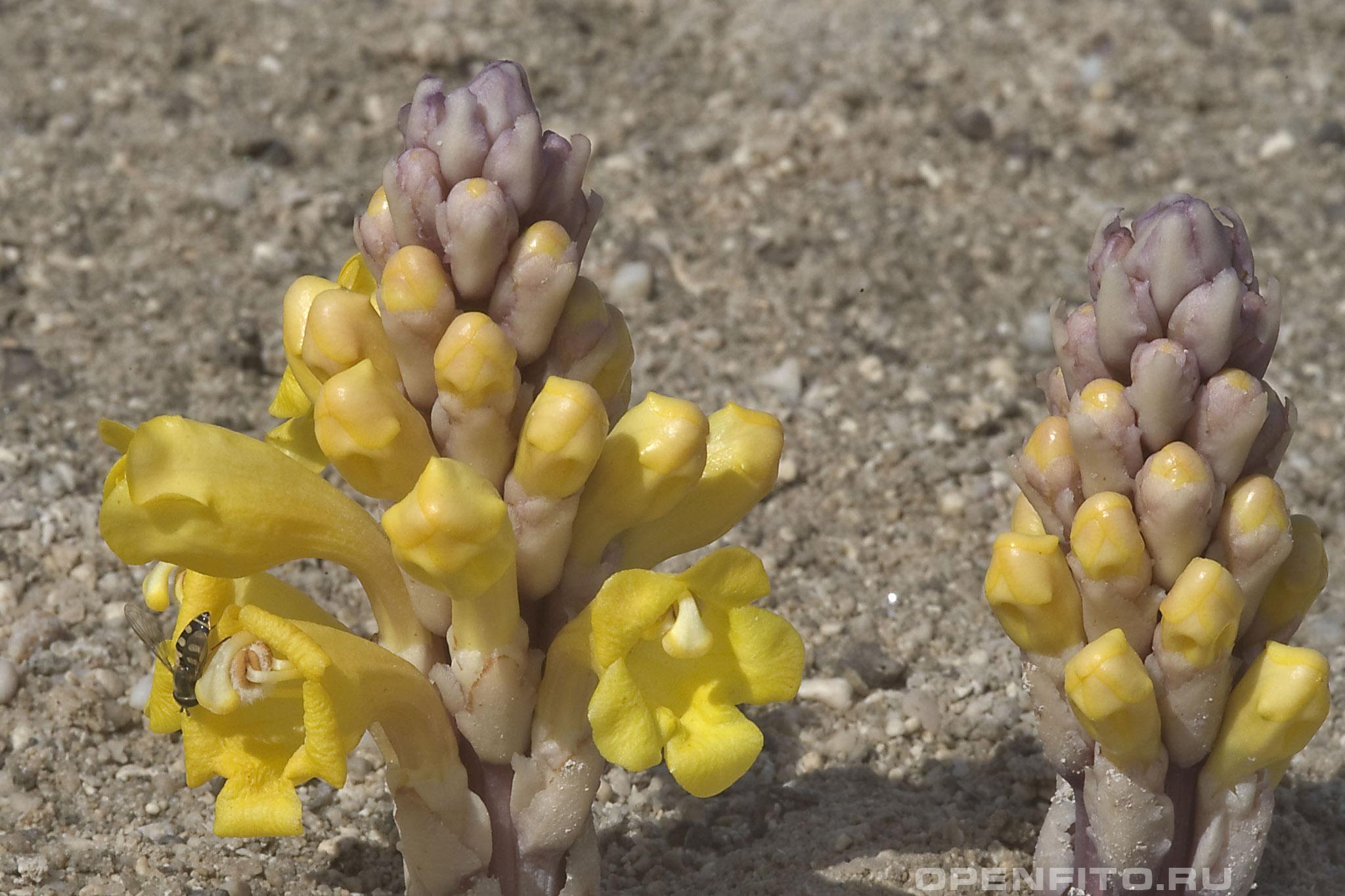Цистанхе трубчатая - фотография цветка