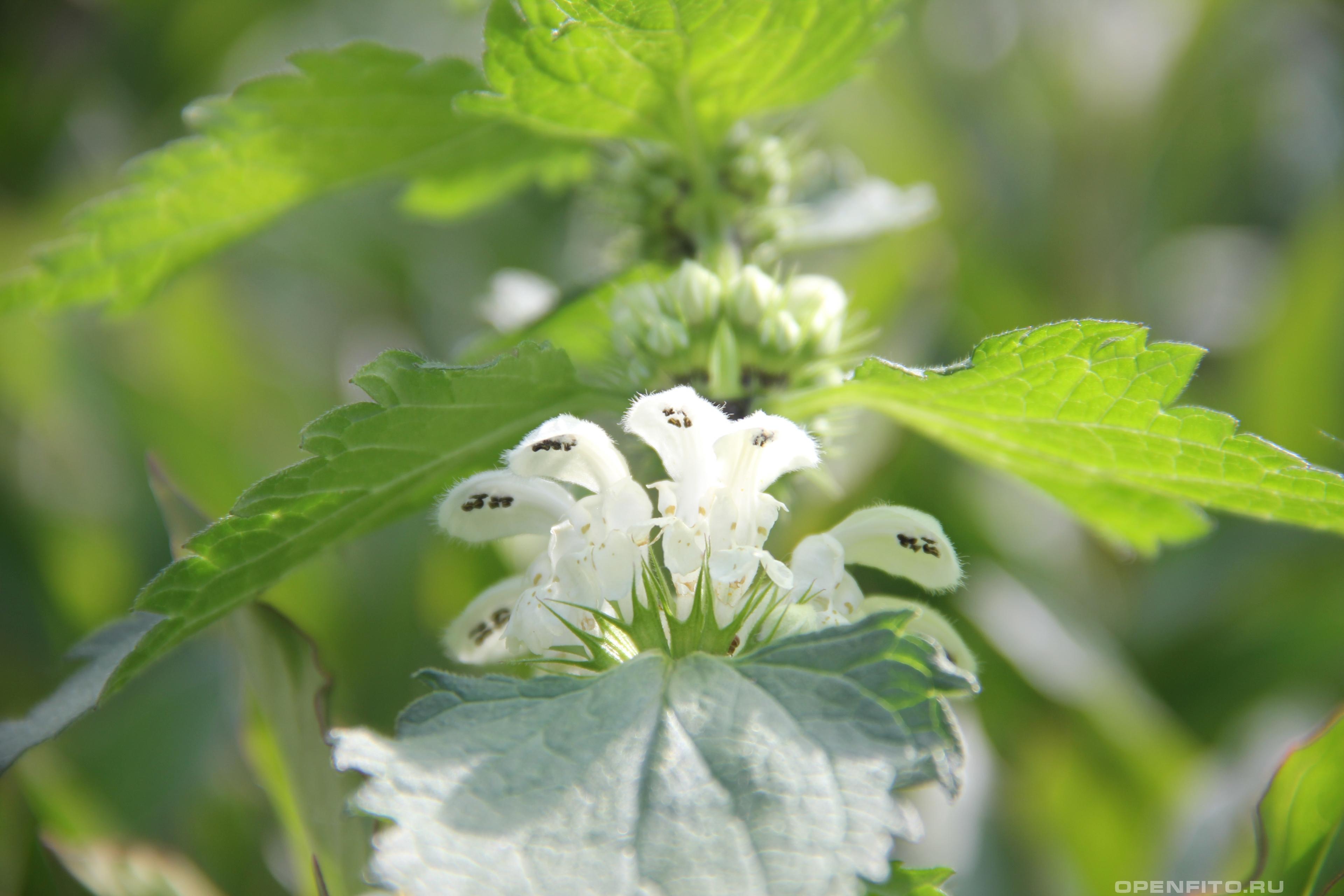 Яснотка белая восточная - фотография цветка